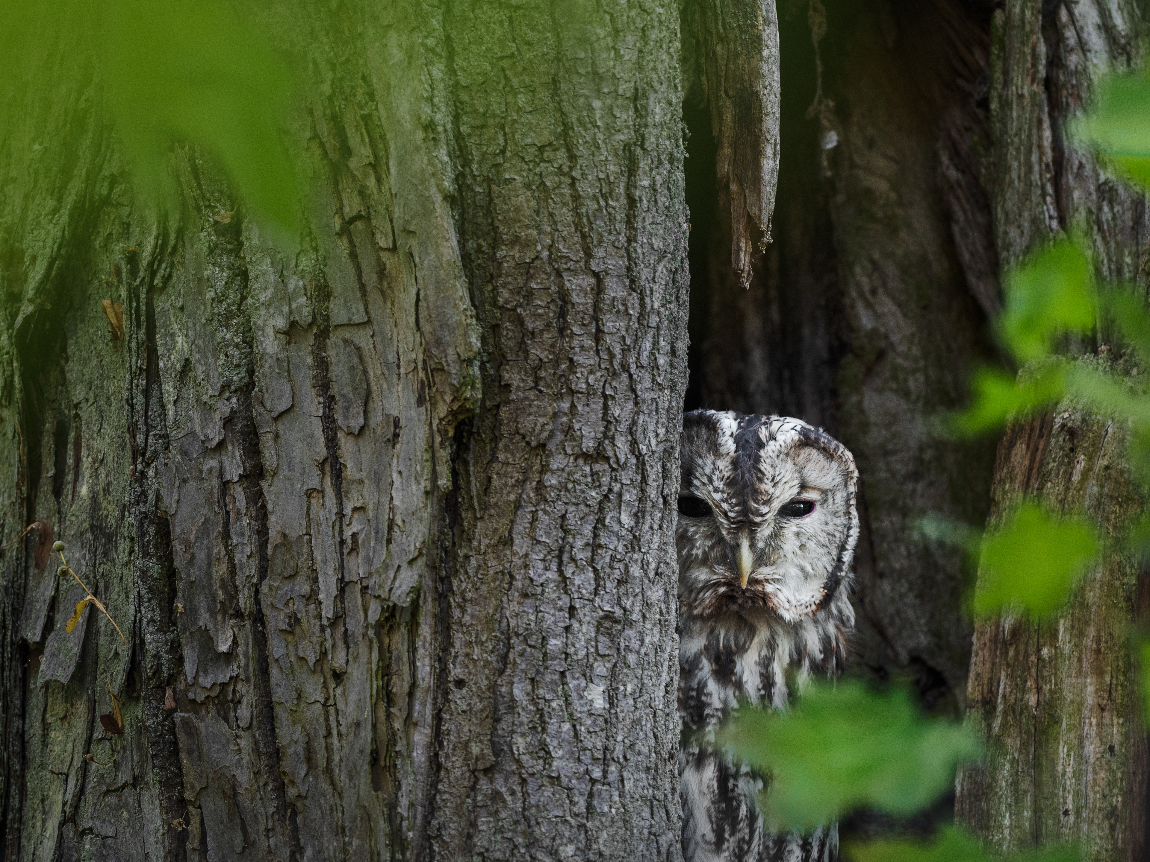 The tawny owl