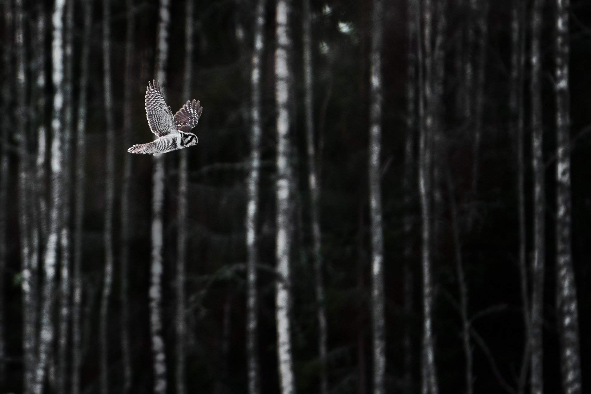 Northern Hawk-Owl
