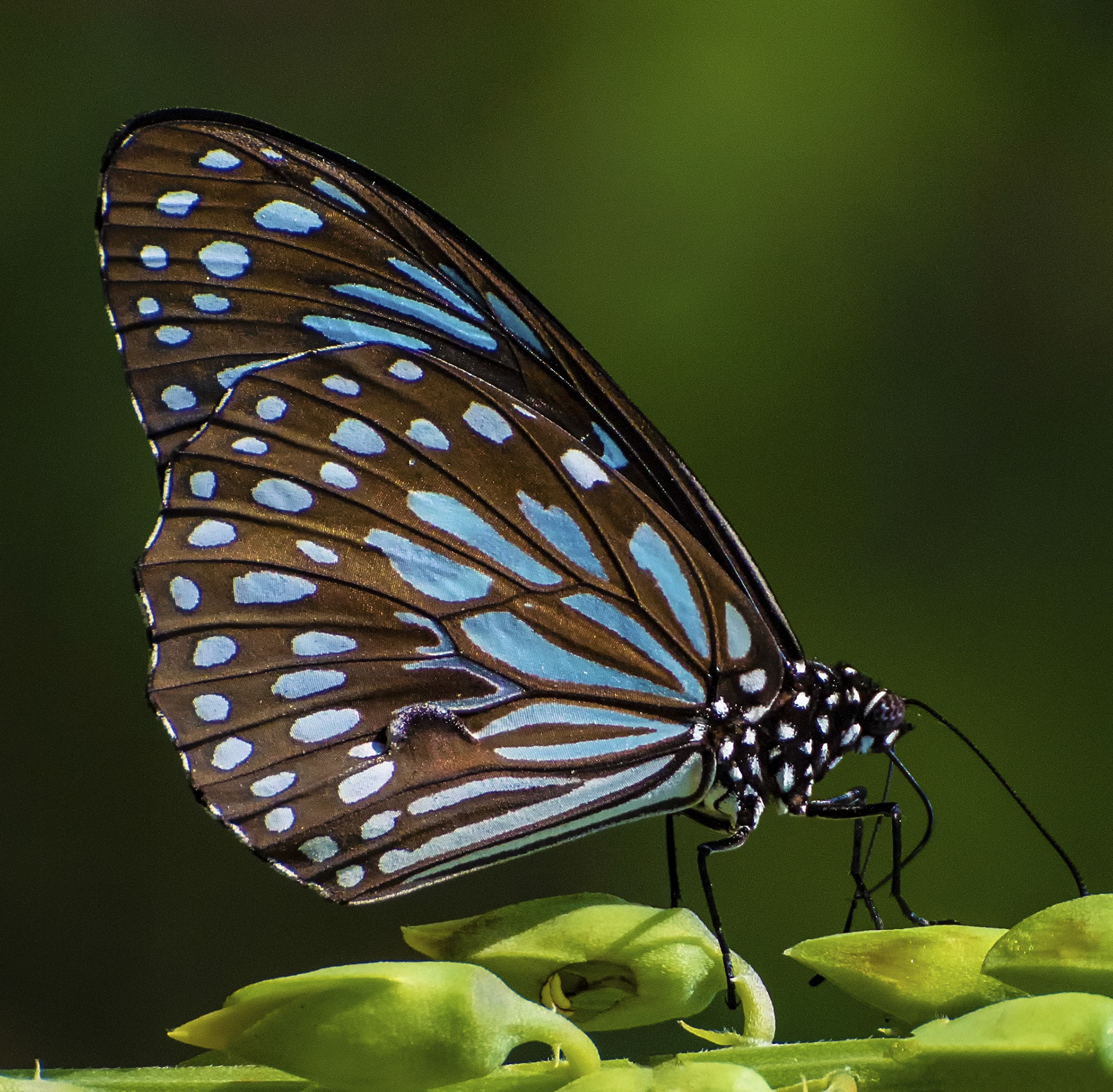 Blue Tiger