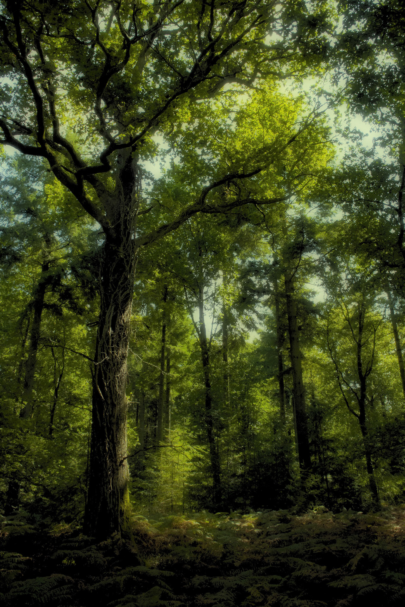 Greenwood