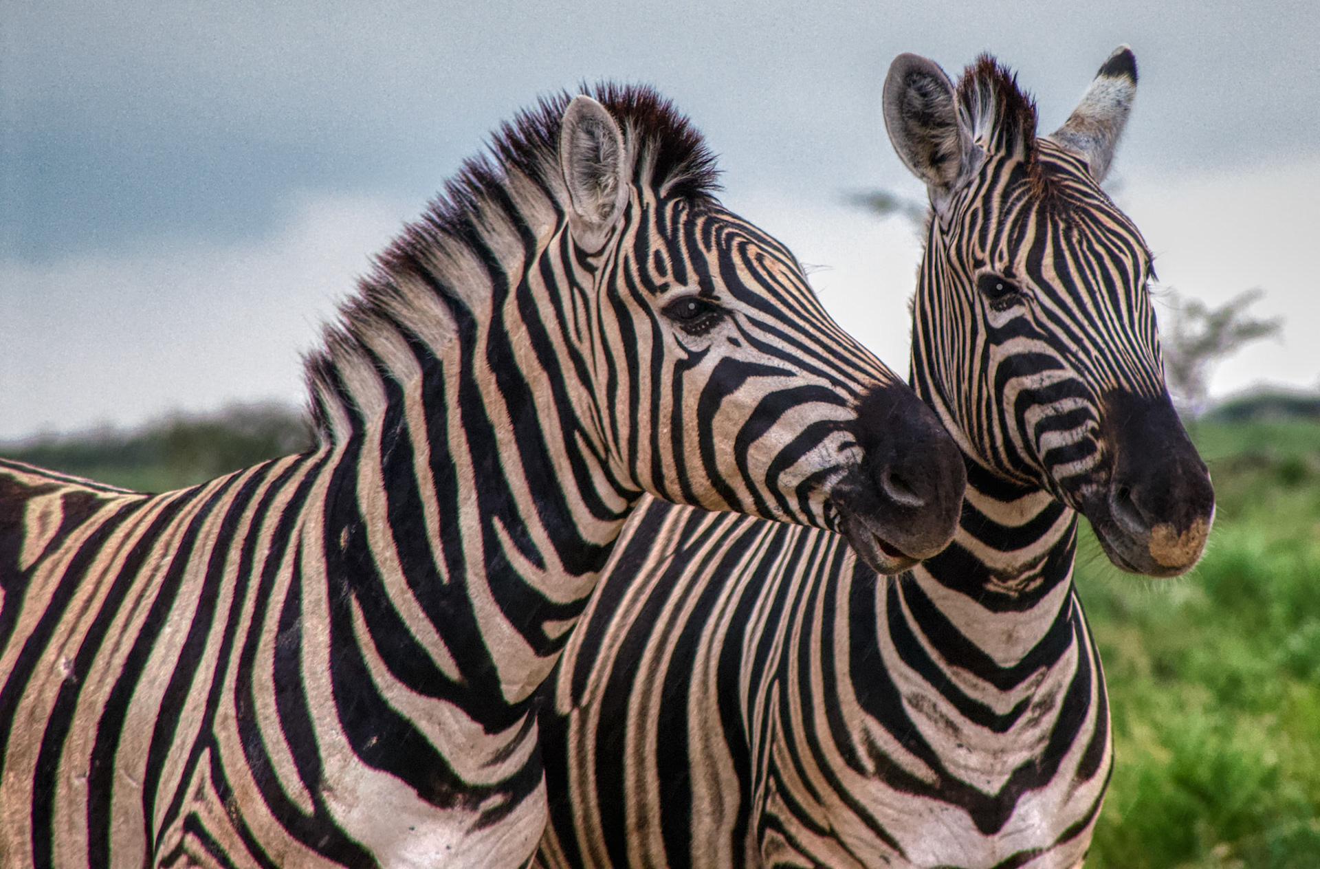 Banded Brothers