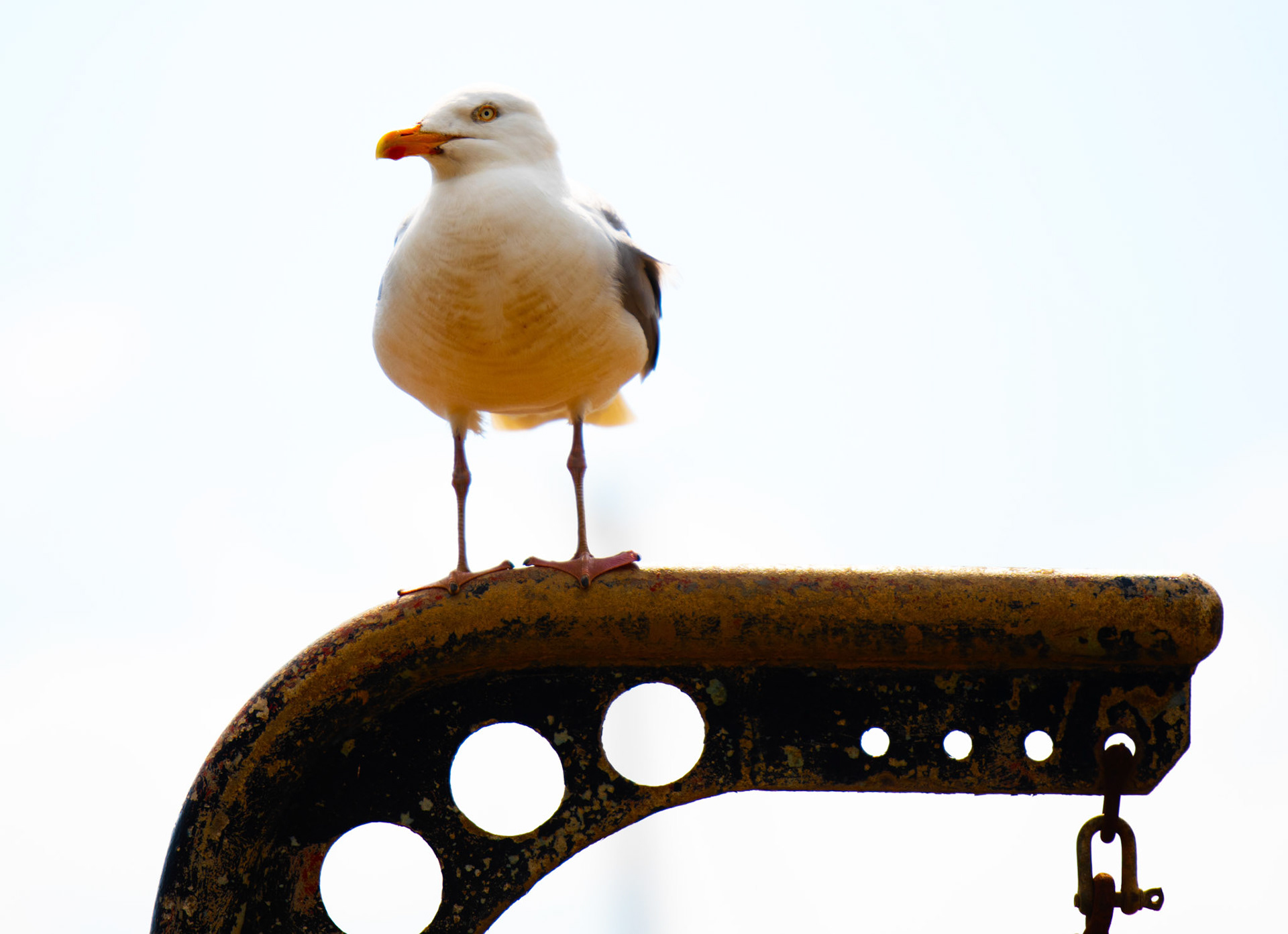Perch