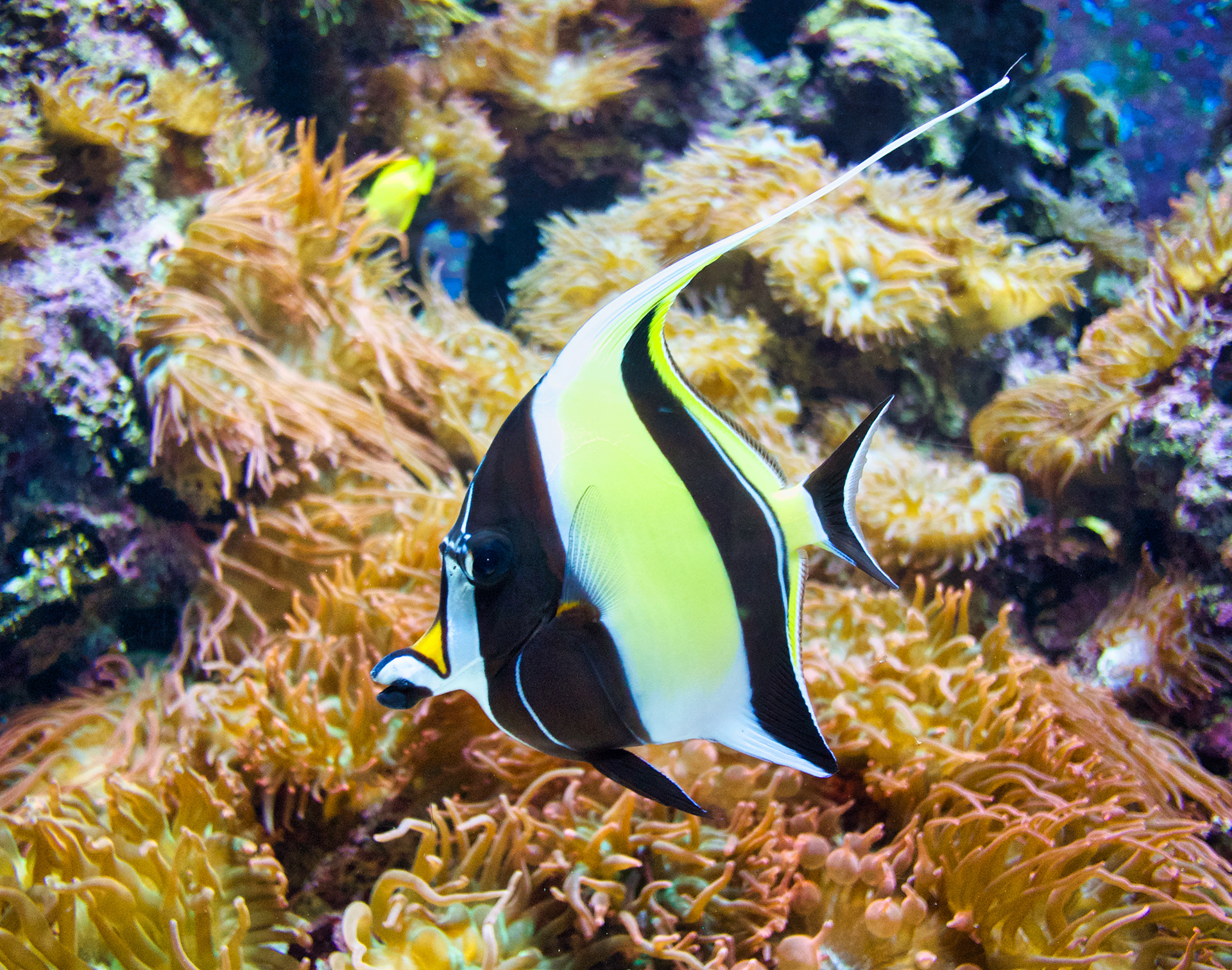 Something Fishy