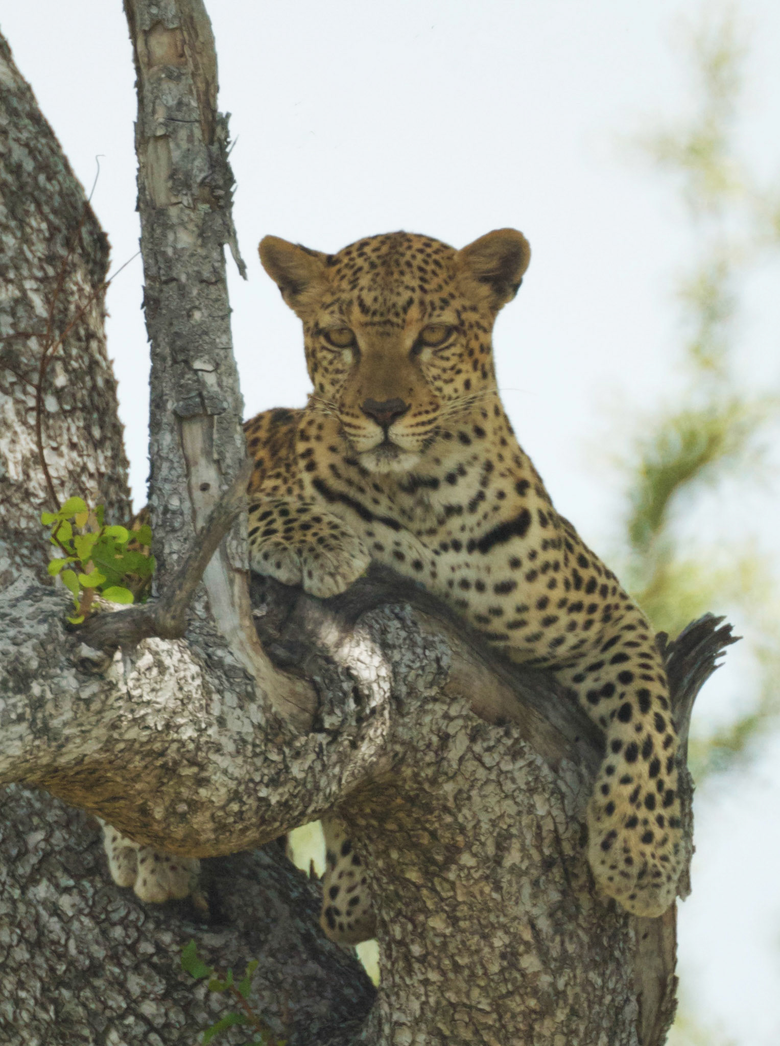 Lookout