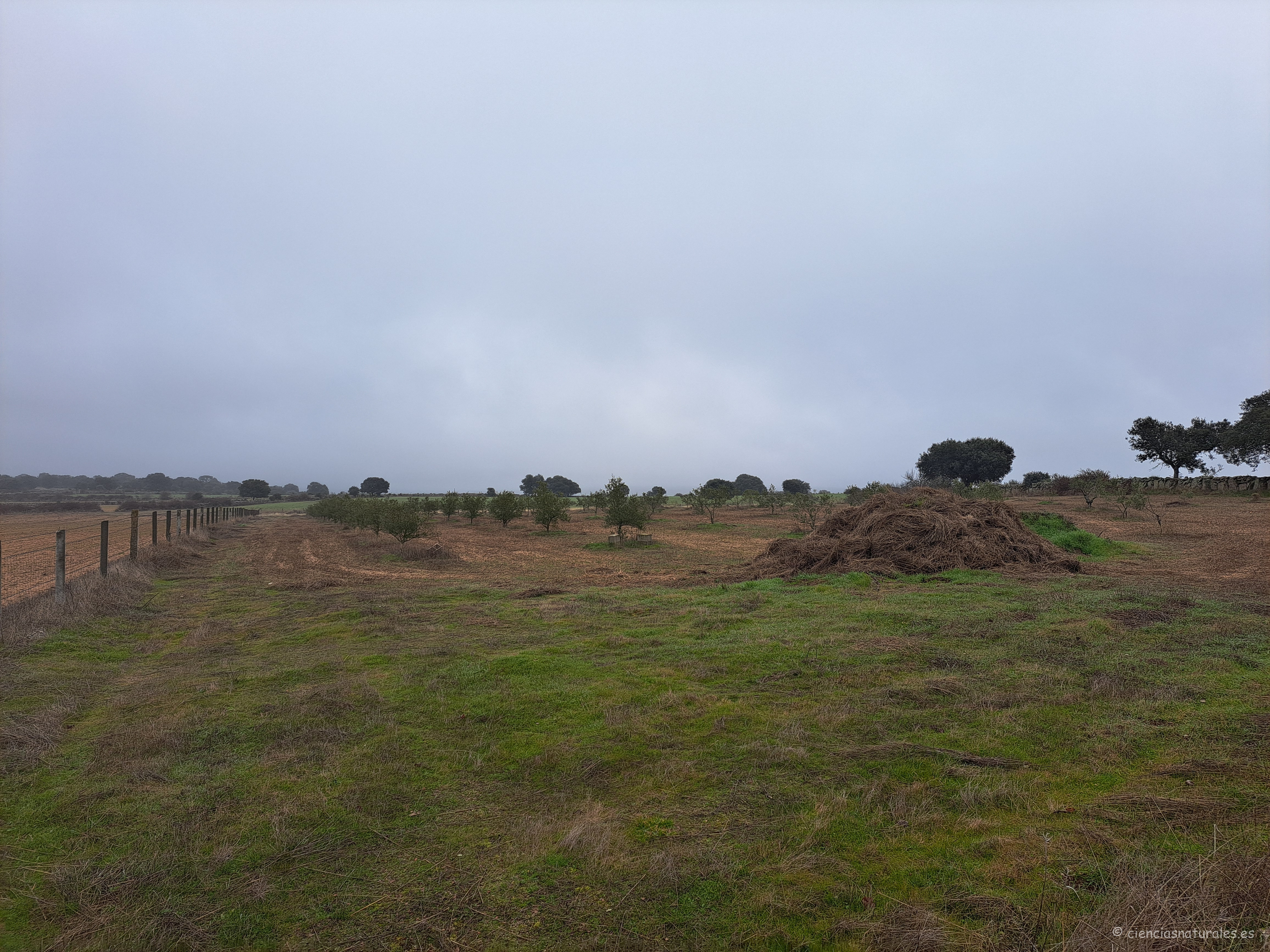 Vista del olivar con los plantones. Los primeros que se ven son de la variedad manzanilla.