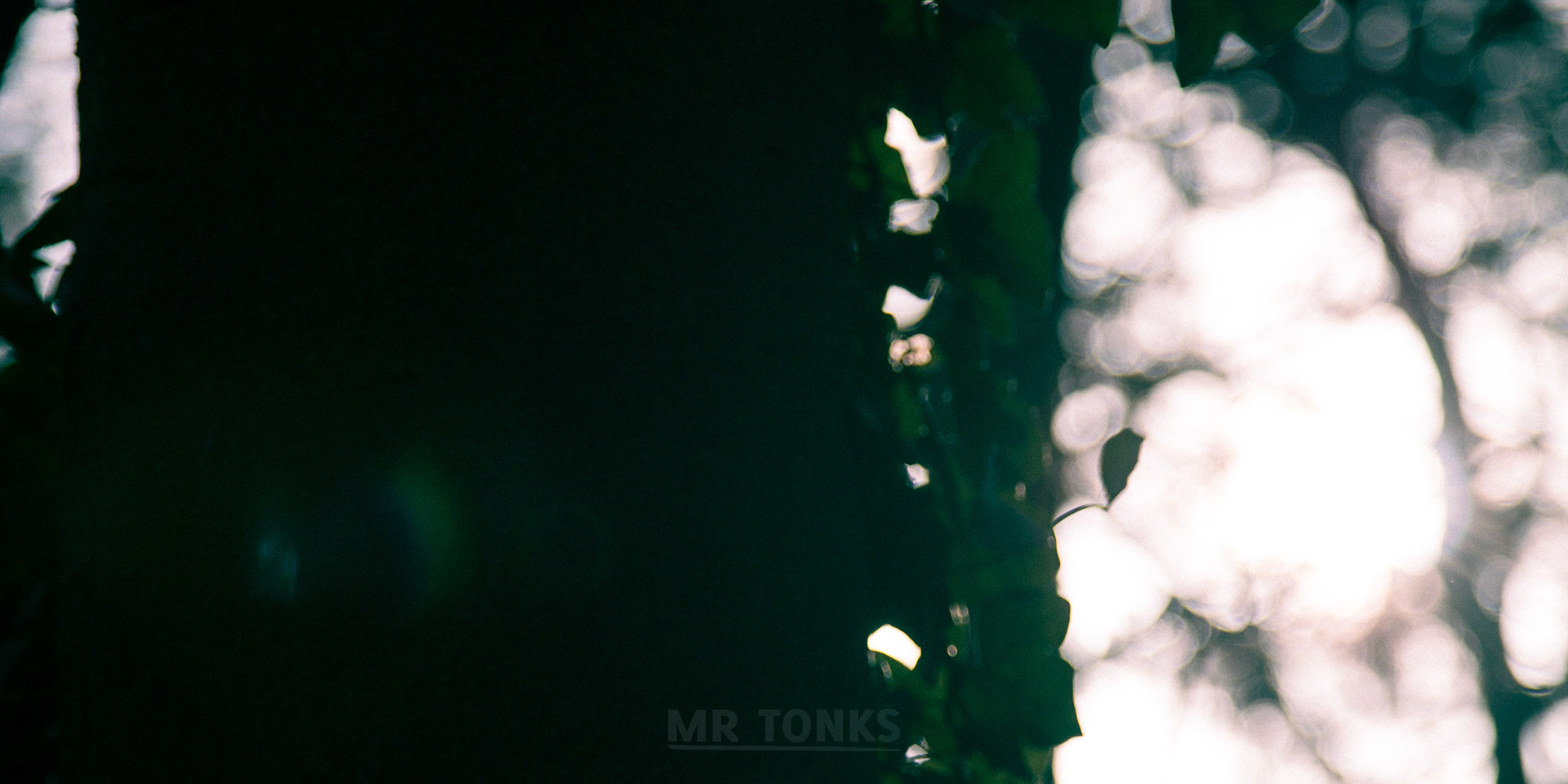 Lone Leaf 4837