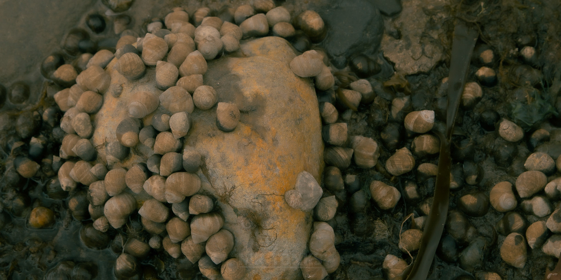 Shells 8348