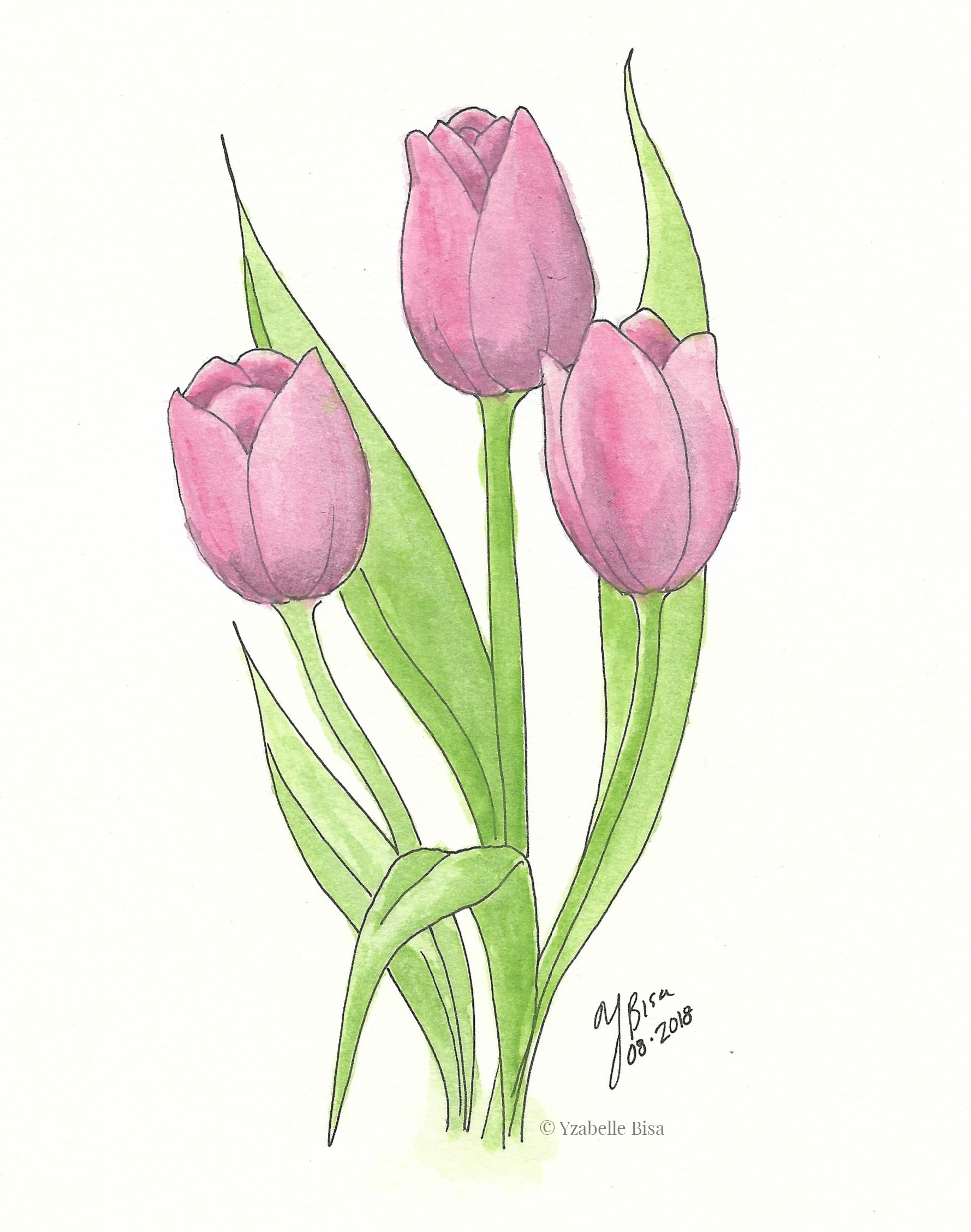 Tulips. Ink and watercolour on medium-weight watercolour paper. 
