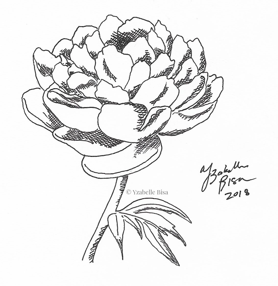 Single peony. Ink on printer paper.