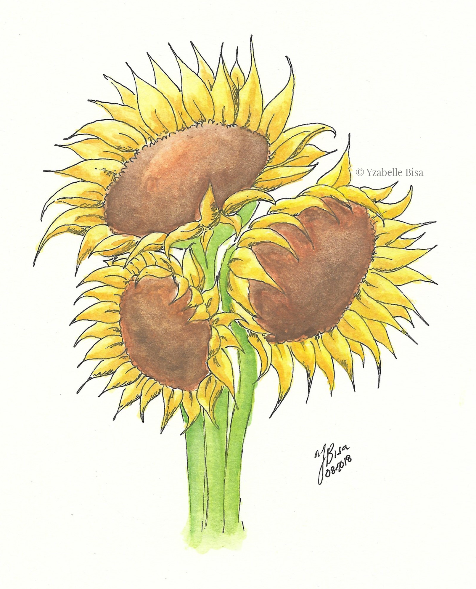 Sunflowers. Ink and watercolour on medium-weight watercolour paper.