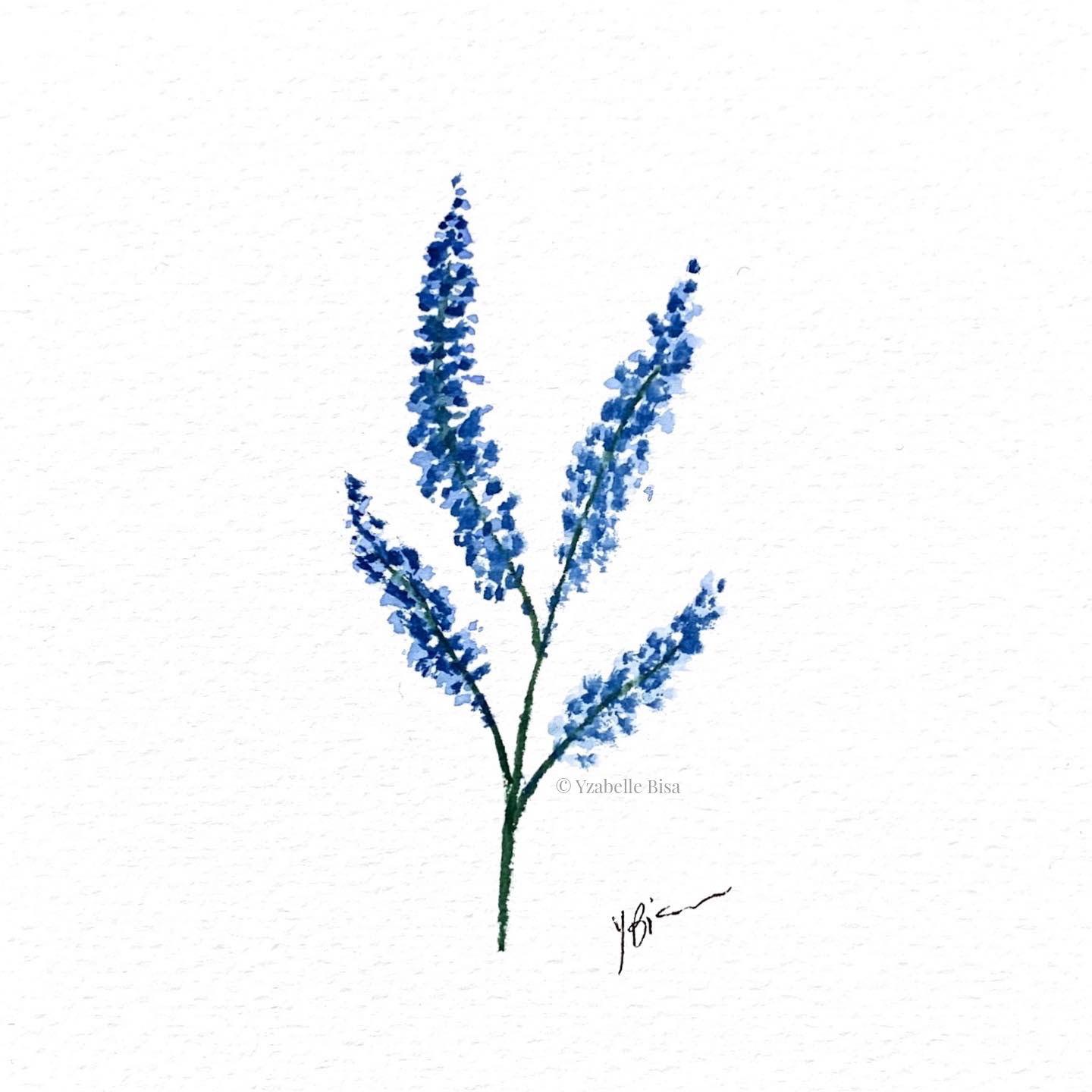 Lavender branch. Watercolour on medium-weight watercolour paper.
