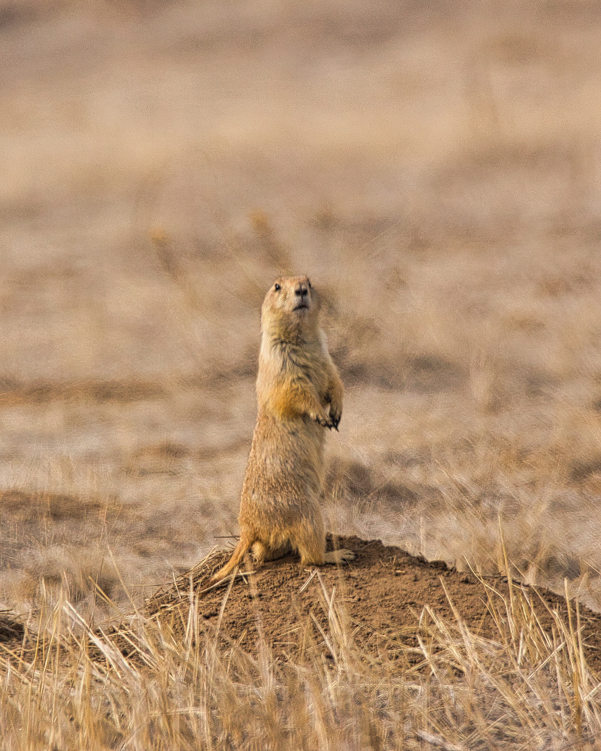Prairie Dog - Rocky Mountain Arsenal National Wildlife Refuge