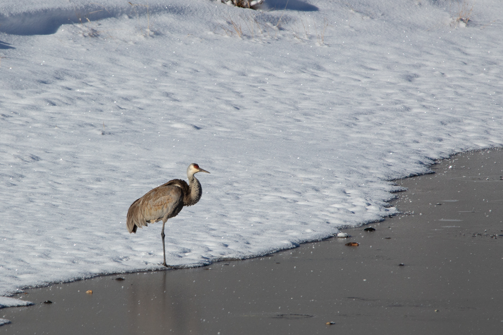 Sandhill Crane - Rocky Mountain National Park