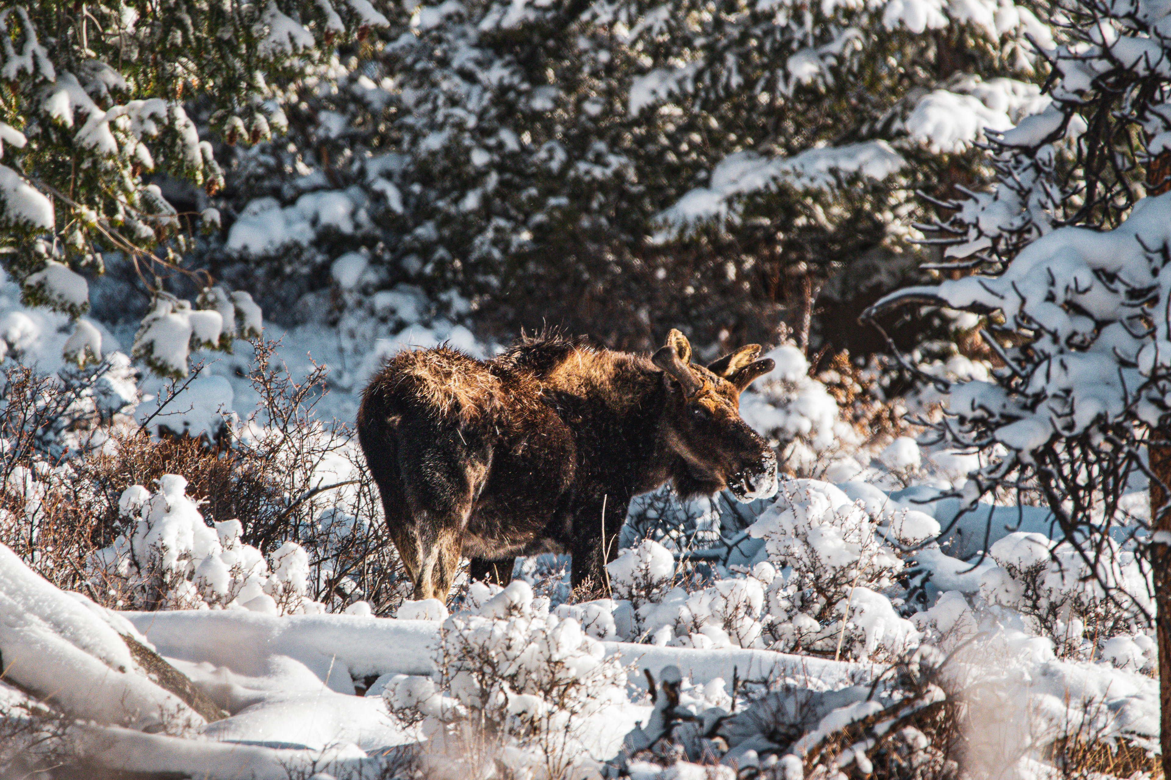 Moose - Rocky Mountain National Park