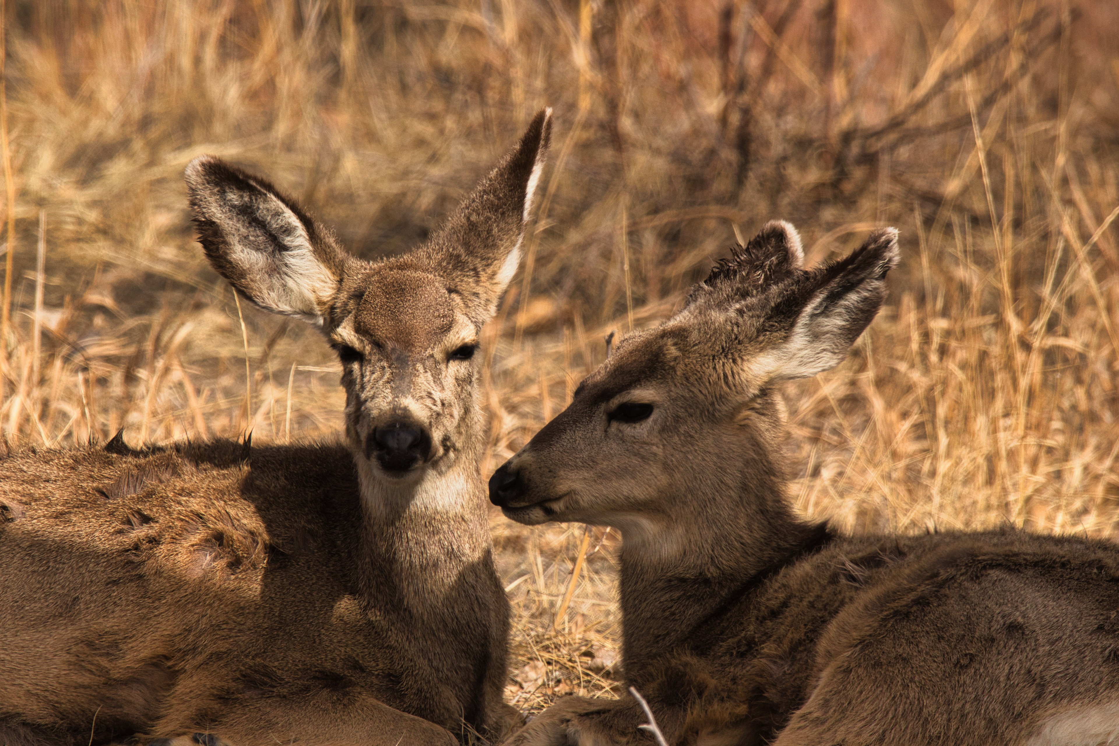 Mule Deer- Rocky Mountain Arsenal National Wildlife Refuge