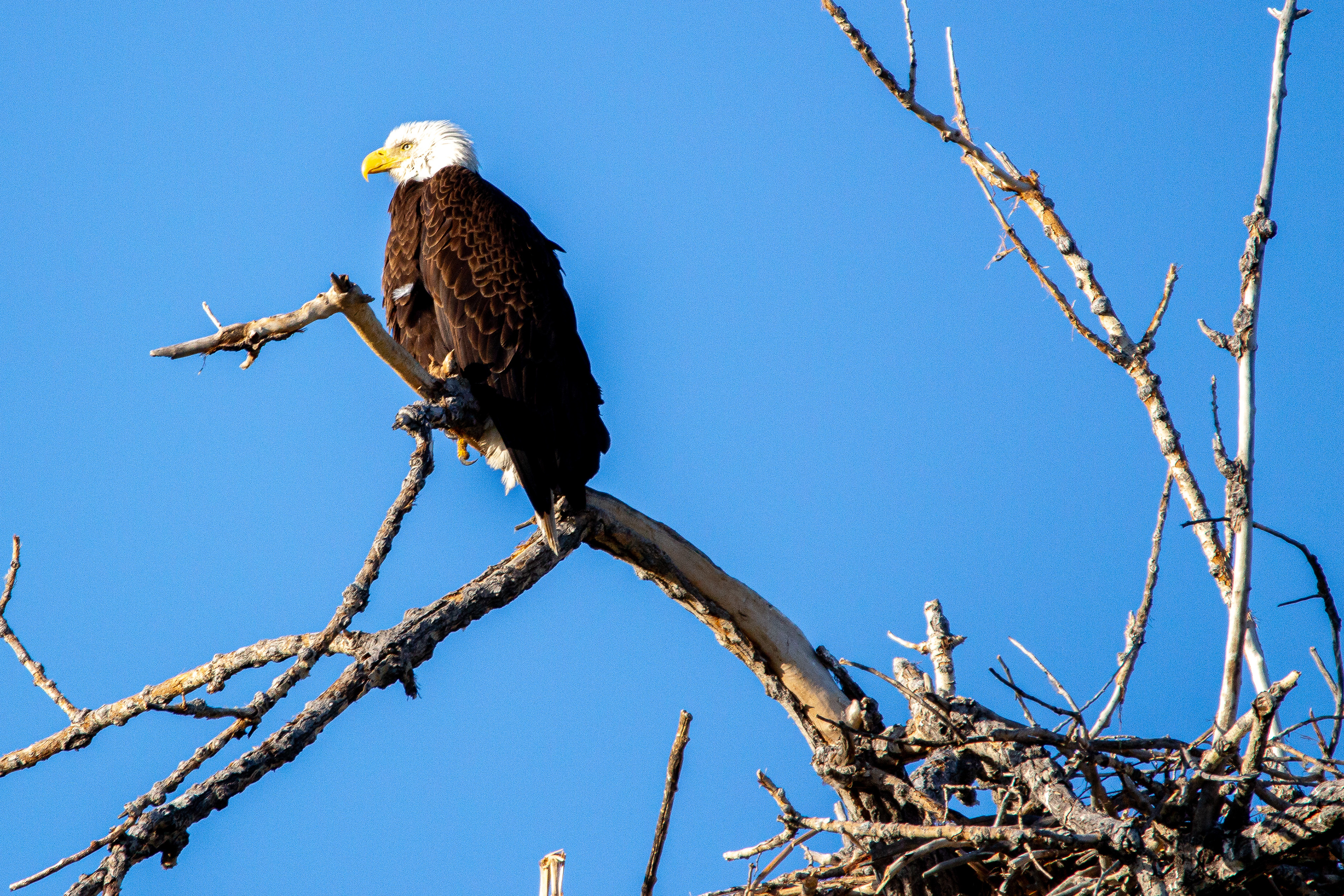 Bald Eagle - Fort Collins