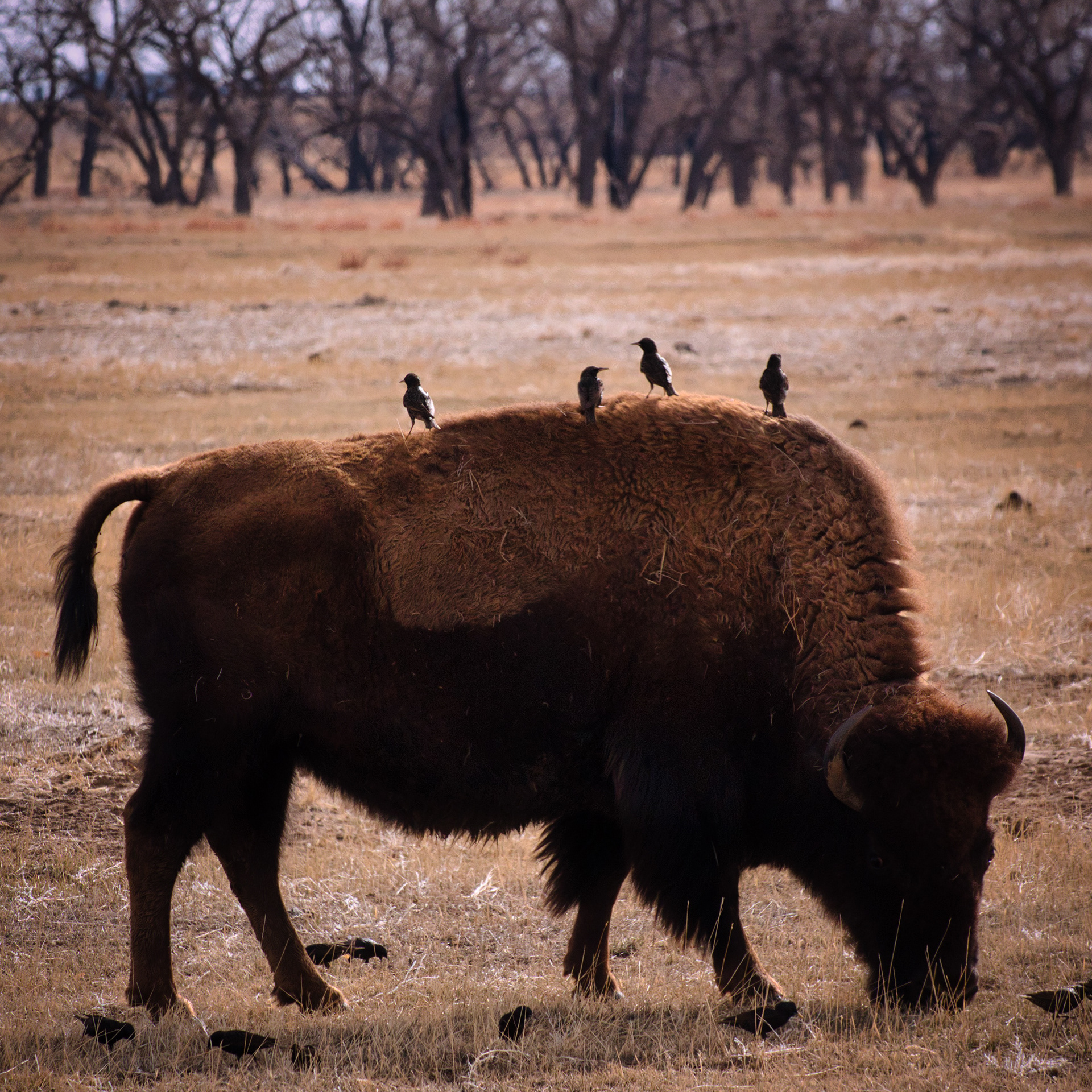 Bison - Rocky Mountain Arsenal National Wildlife Refuge
