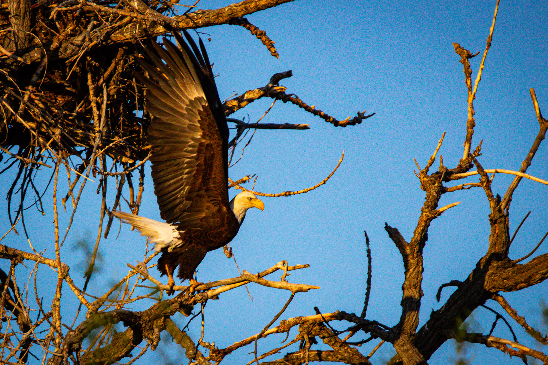 Bald Eagle - Fort Collins