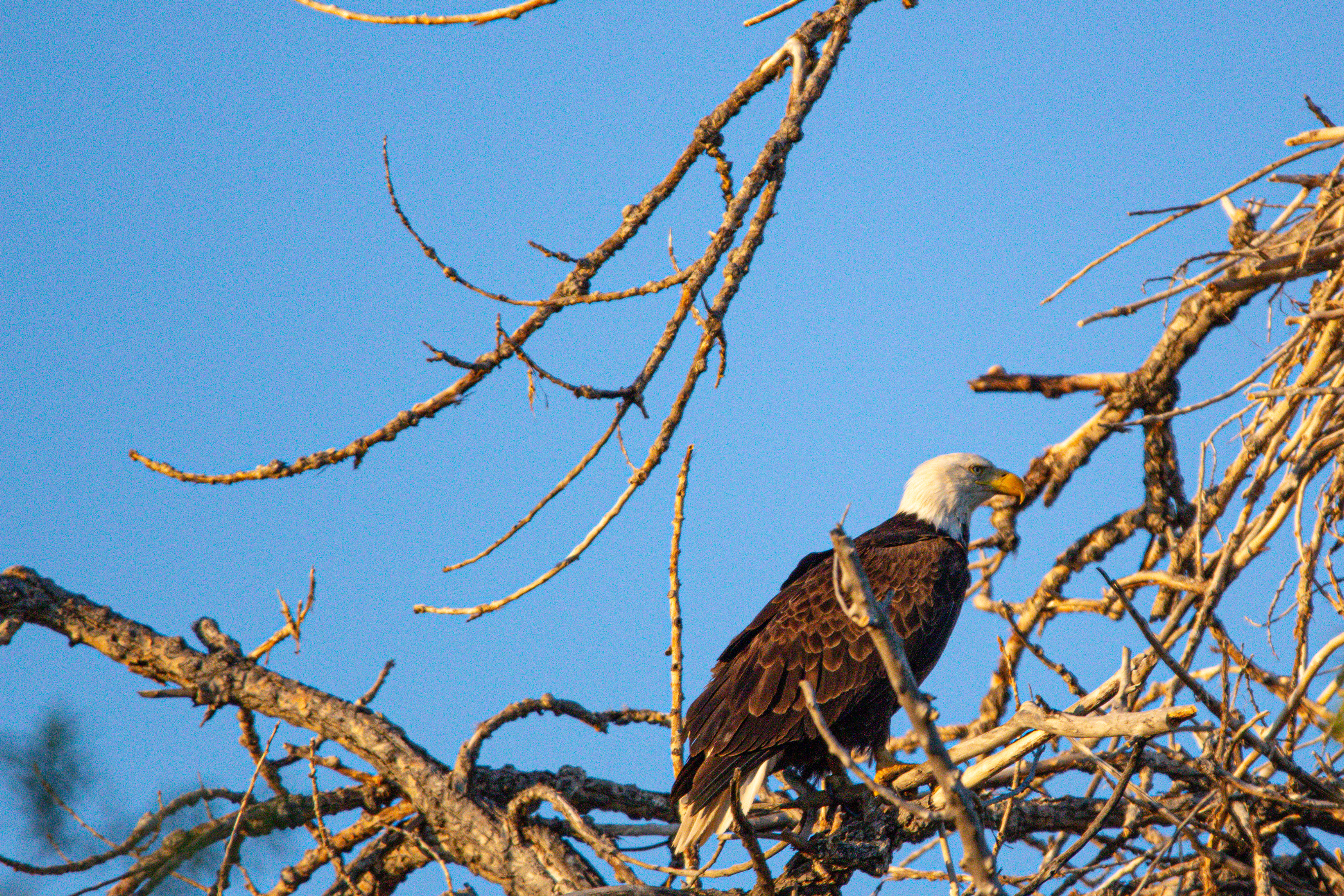Bald Eagle - Fort Collins