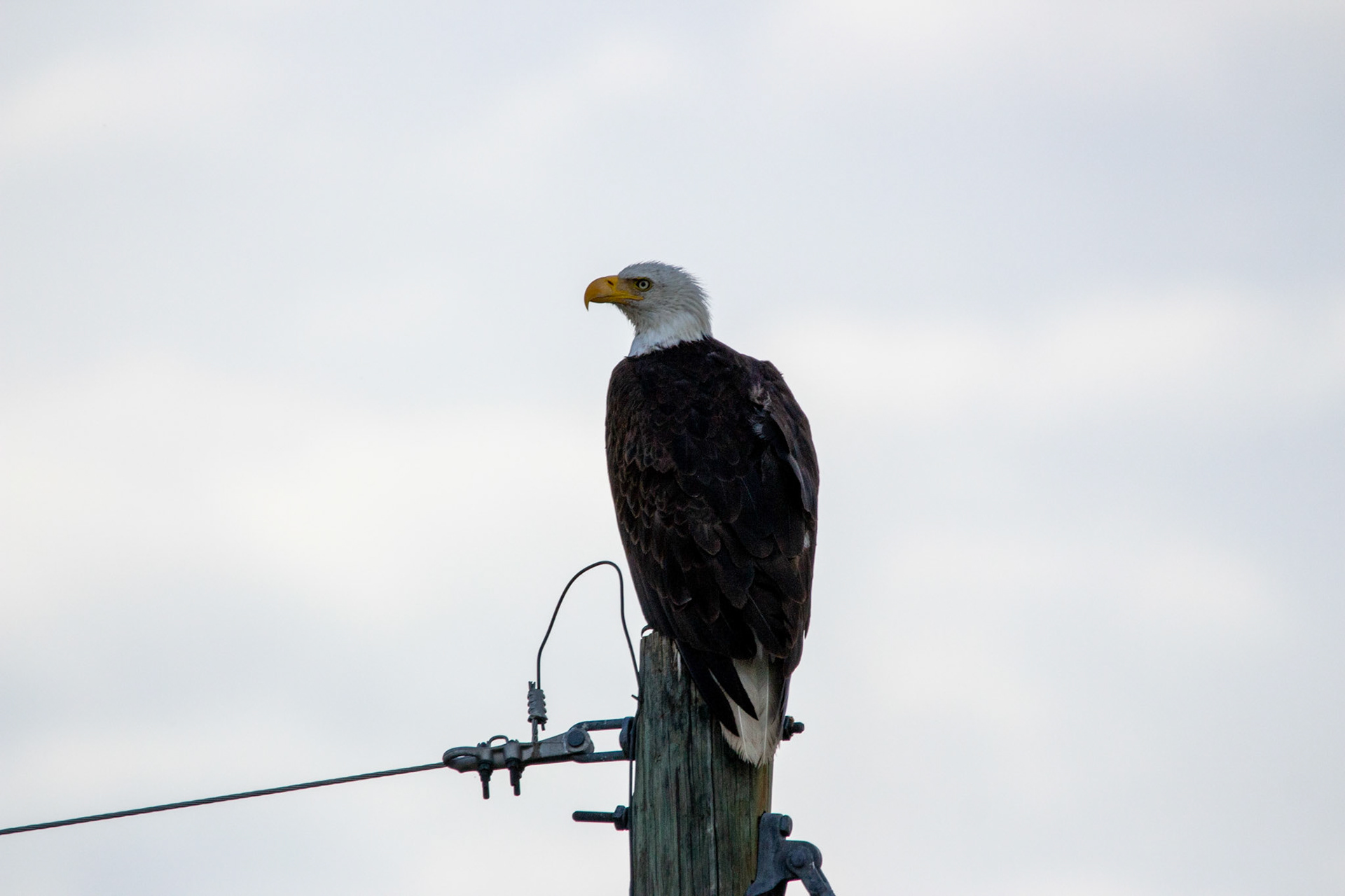 Bald Eagle