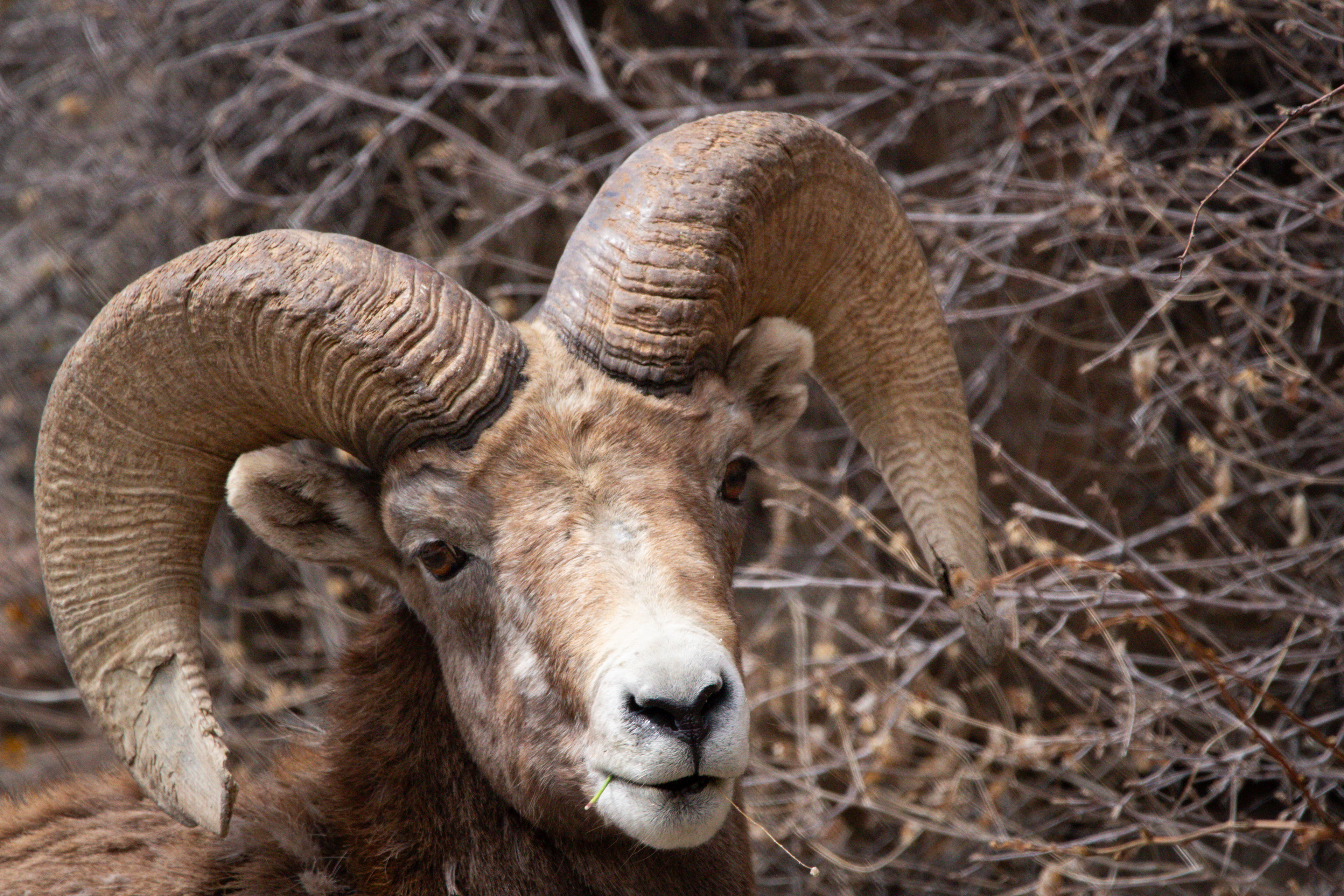 Bighorn Sheep - Highway 34