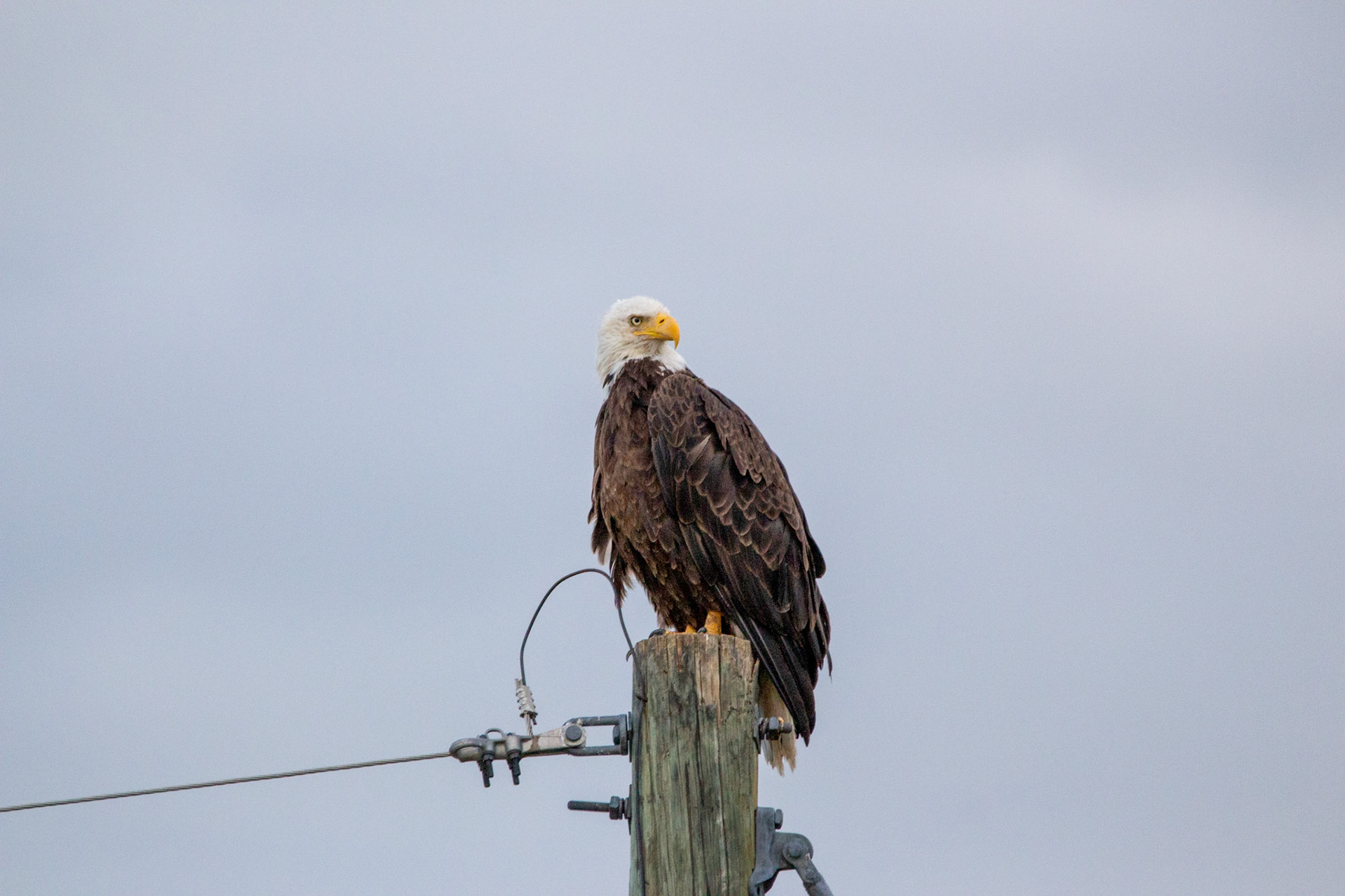 Bald Eagle