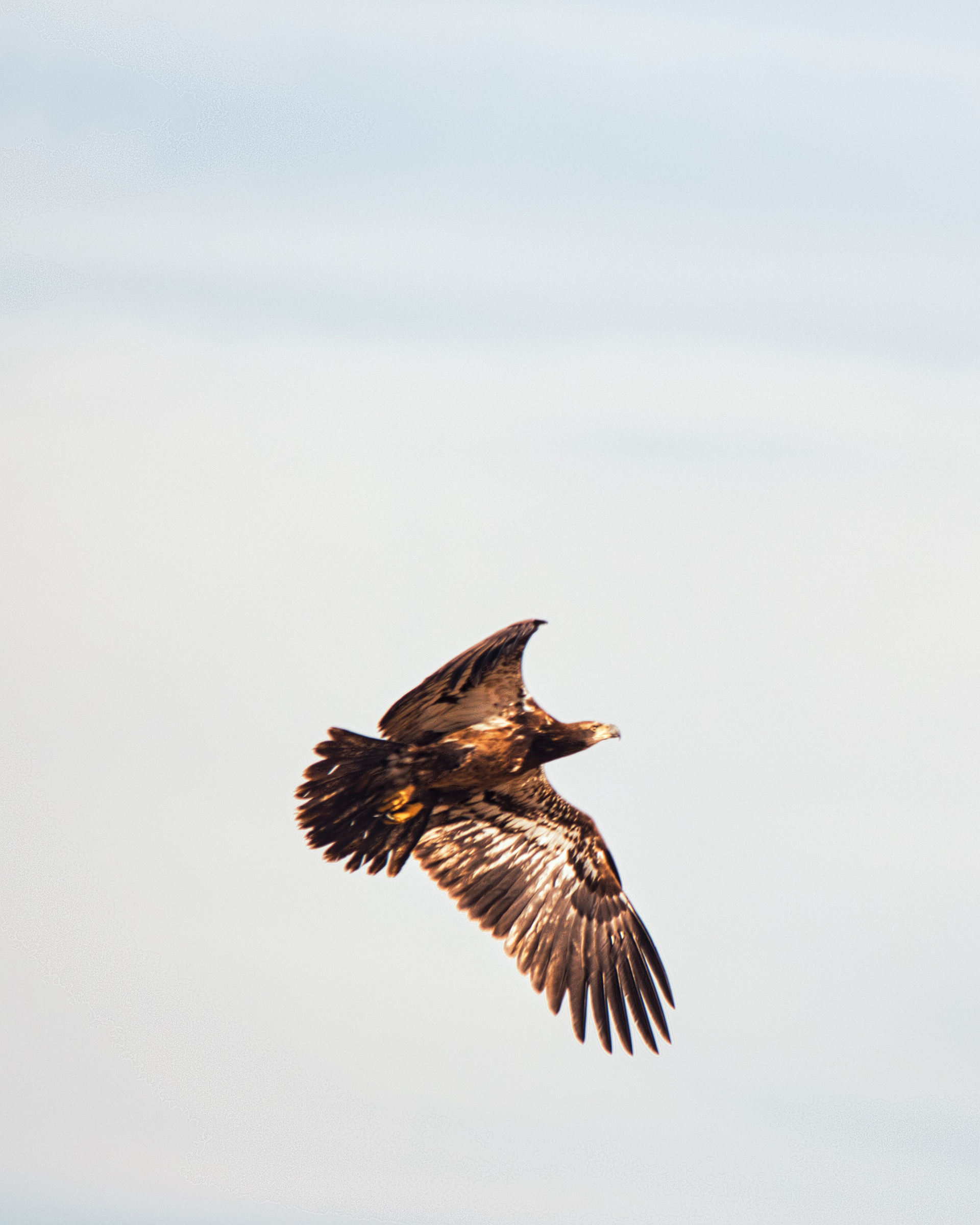 Young Bald Eagle - Rocky Mountain Arsenal National Wildlife Refuge