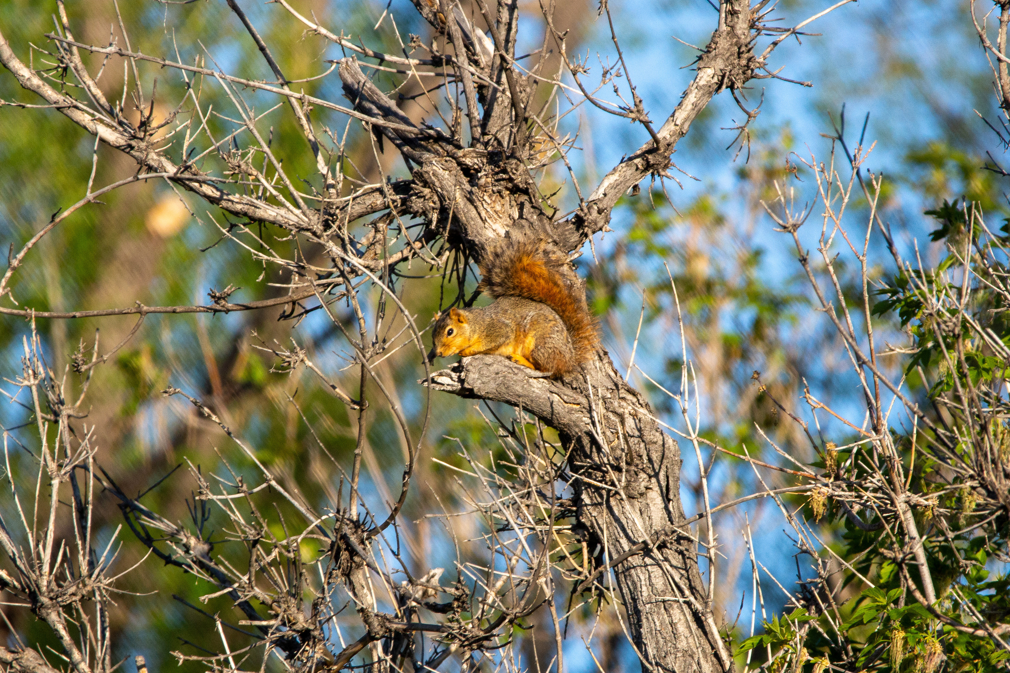 Squirrel - Fort Collins