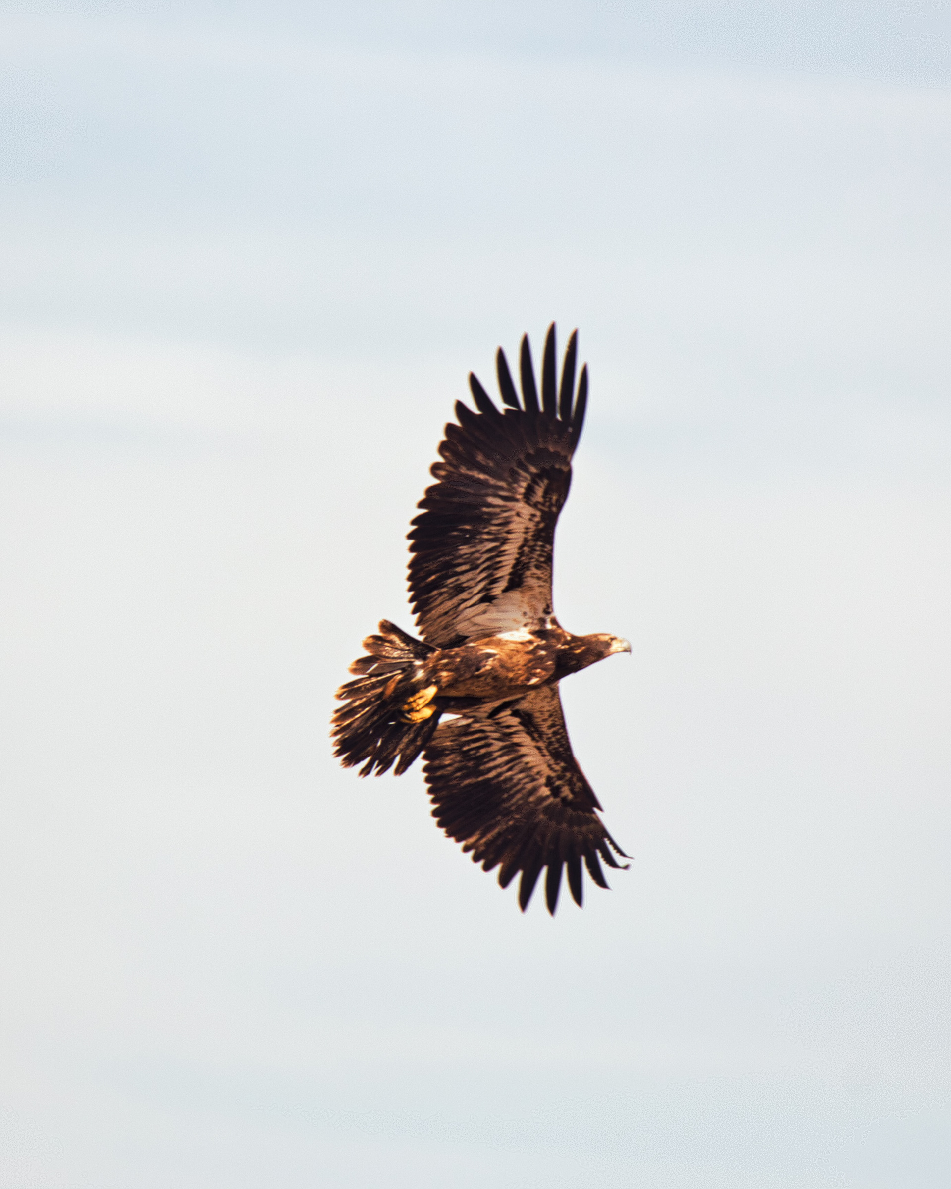 Young Bald Eagle - Rocky Mountain Arsenal National Wildlife Refuge