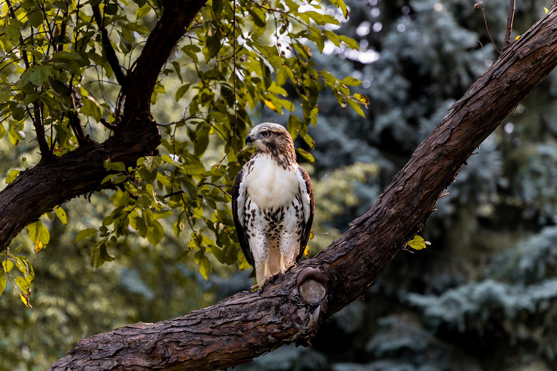 Red-tailed Hawk