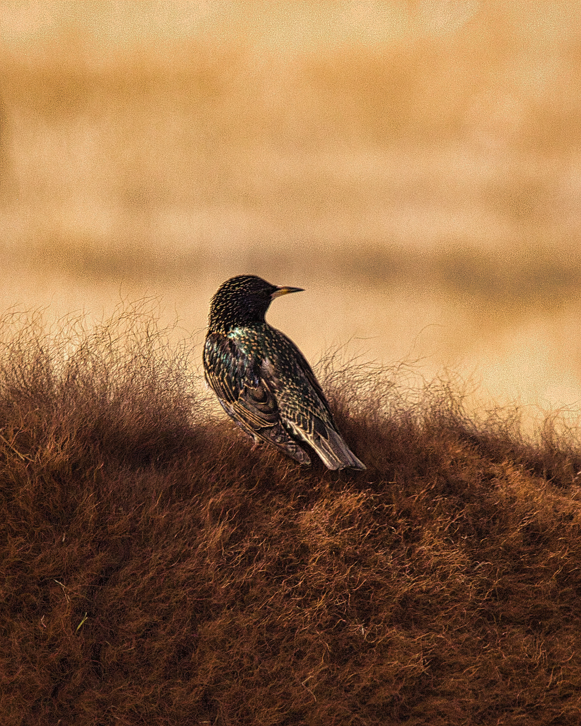 Common Starling - Rocky Mountain Arsenal National Wildlife Refuge