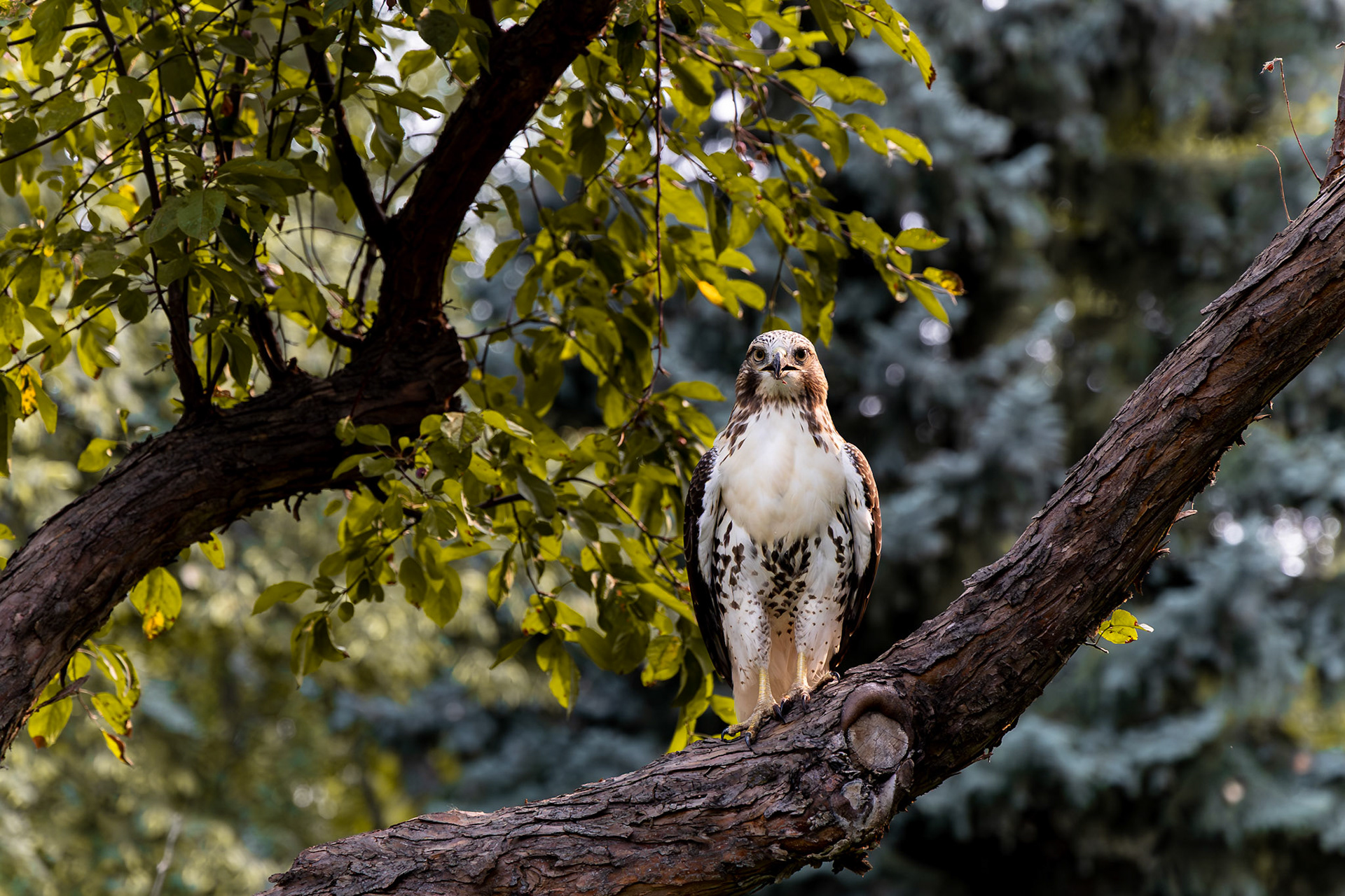 Red-tailed Hawk