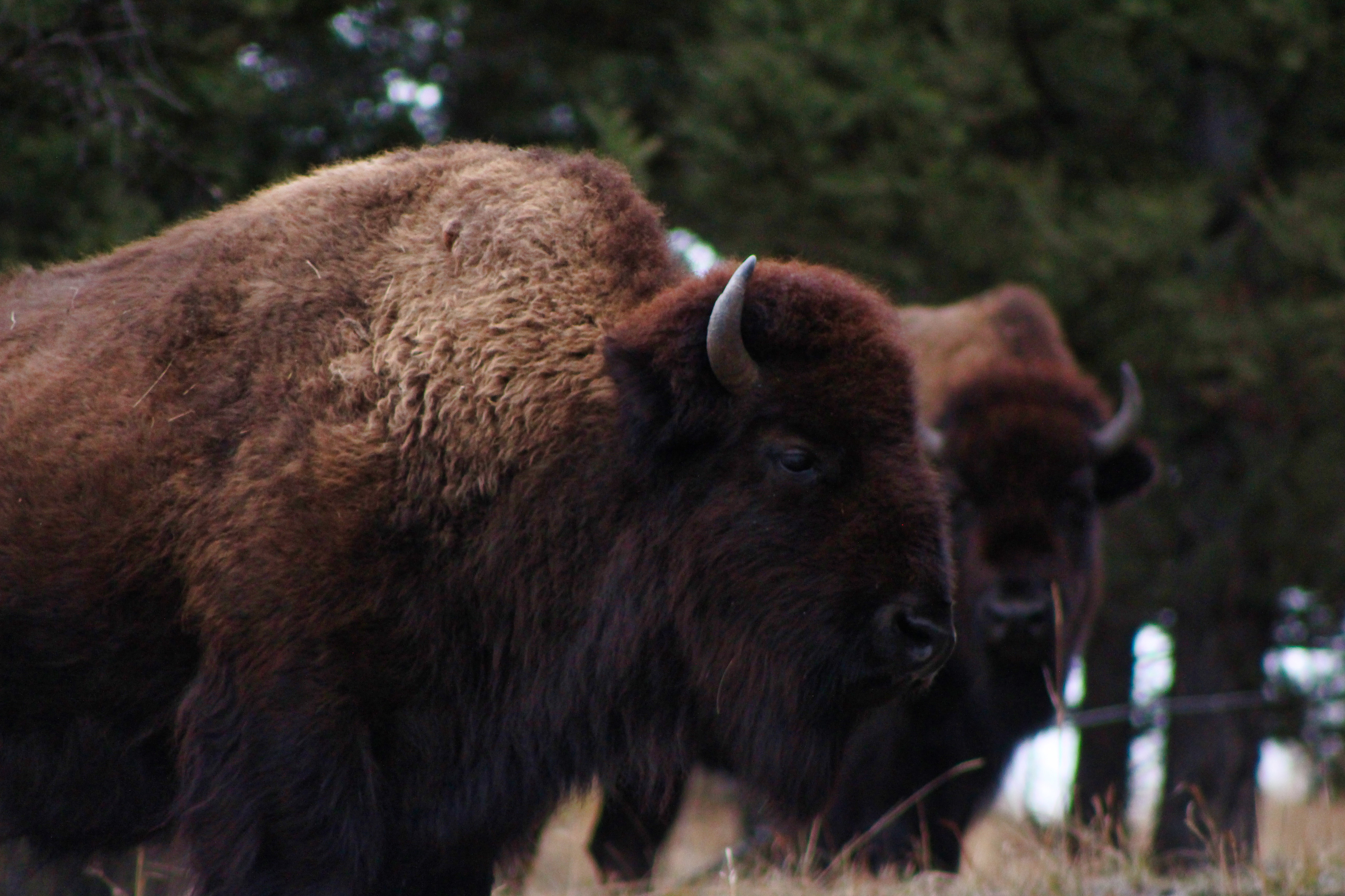 Bison - Yellowstone National Park