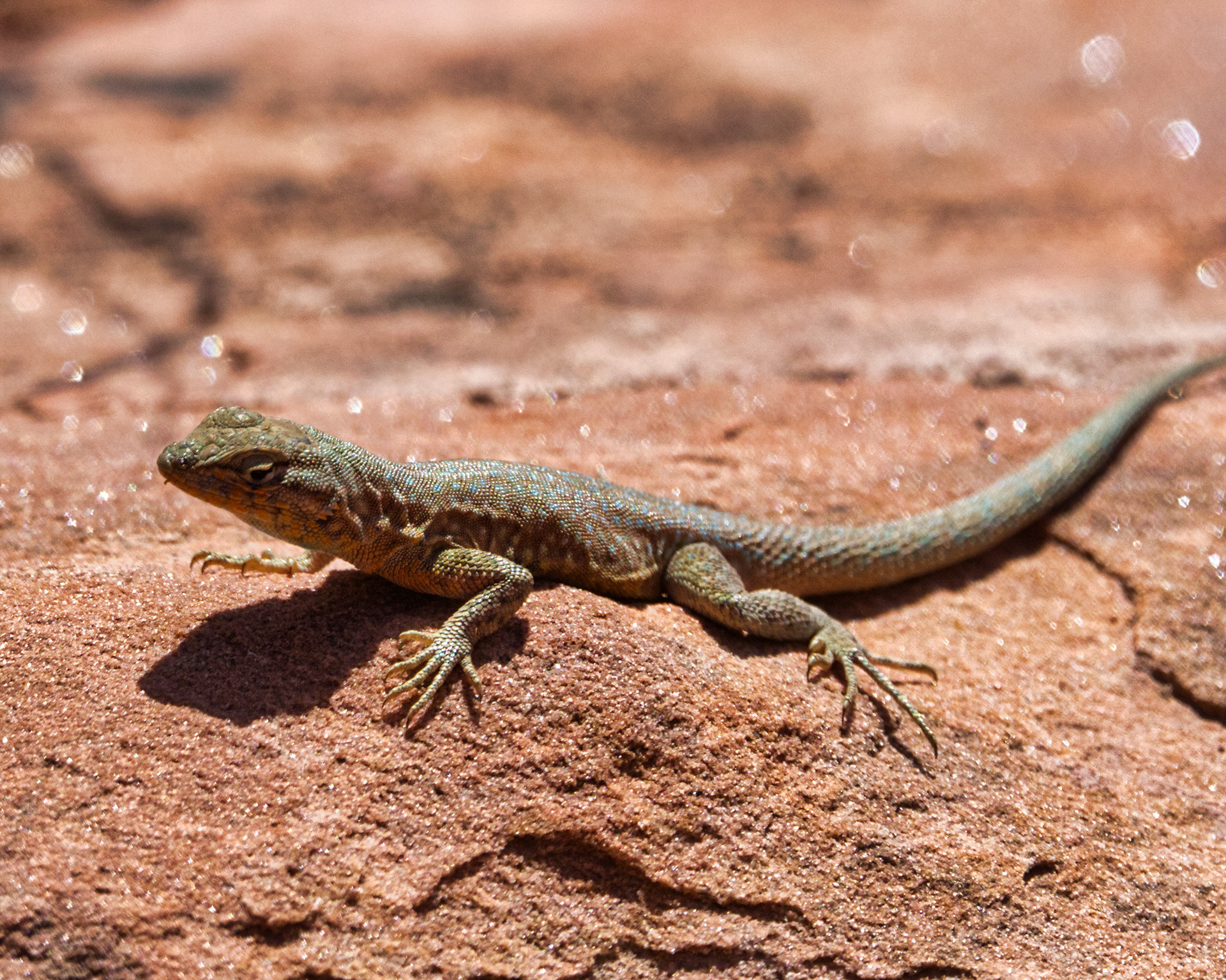 Canyon Lizard - Colorado National Monument