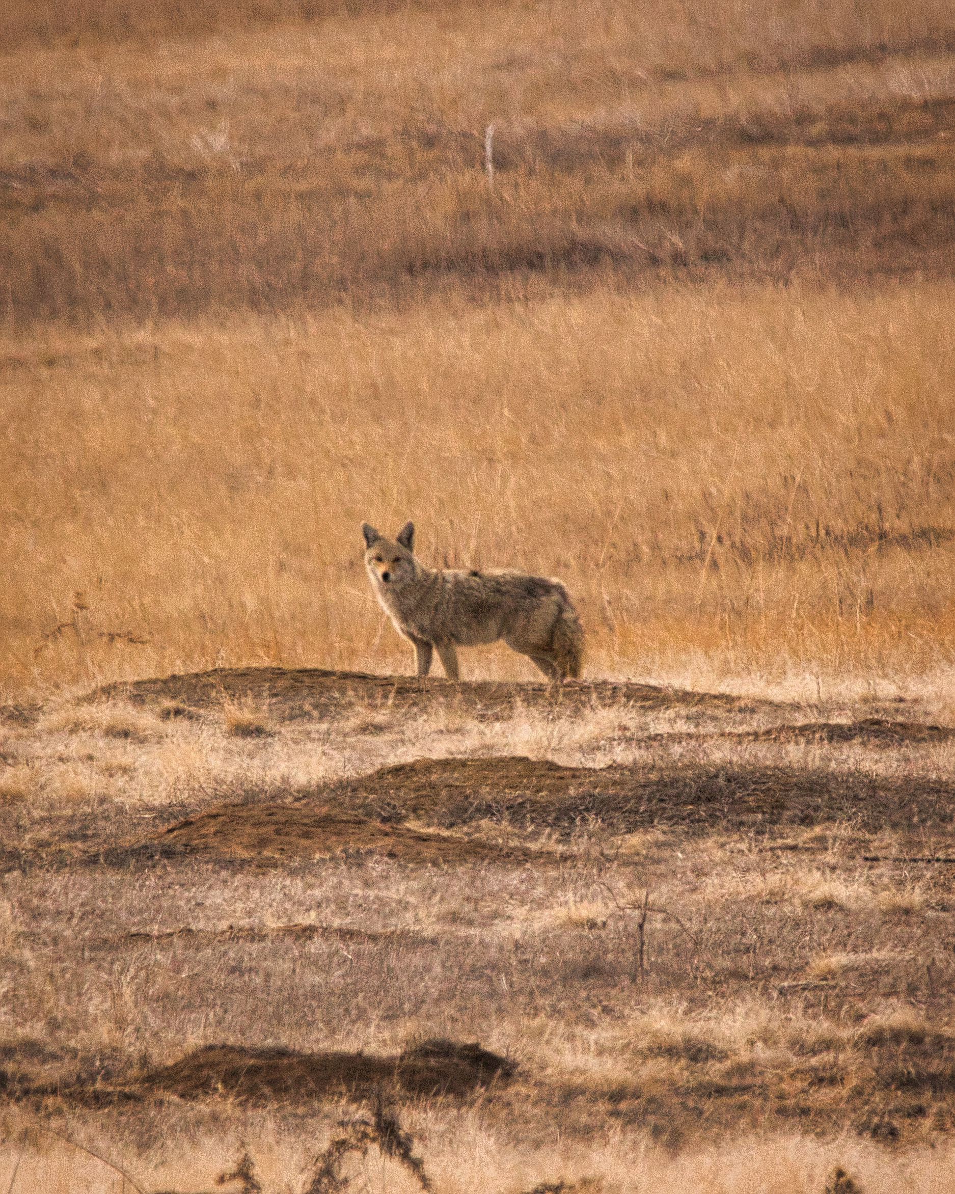 Coyote - Rocky Mountain Arsenal National Wildlife Refuge