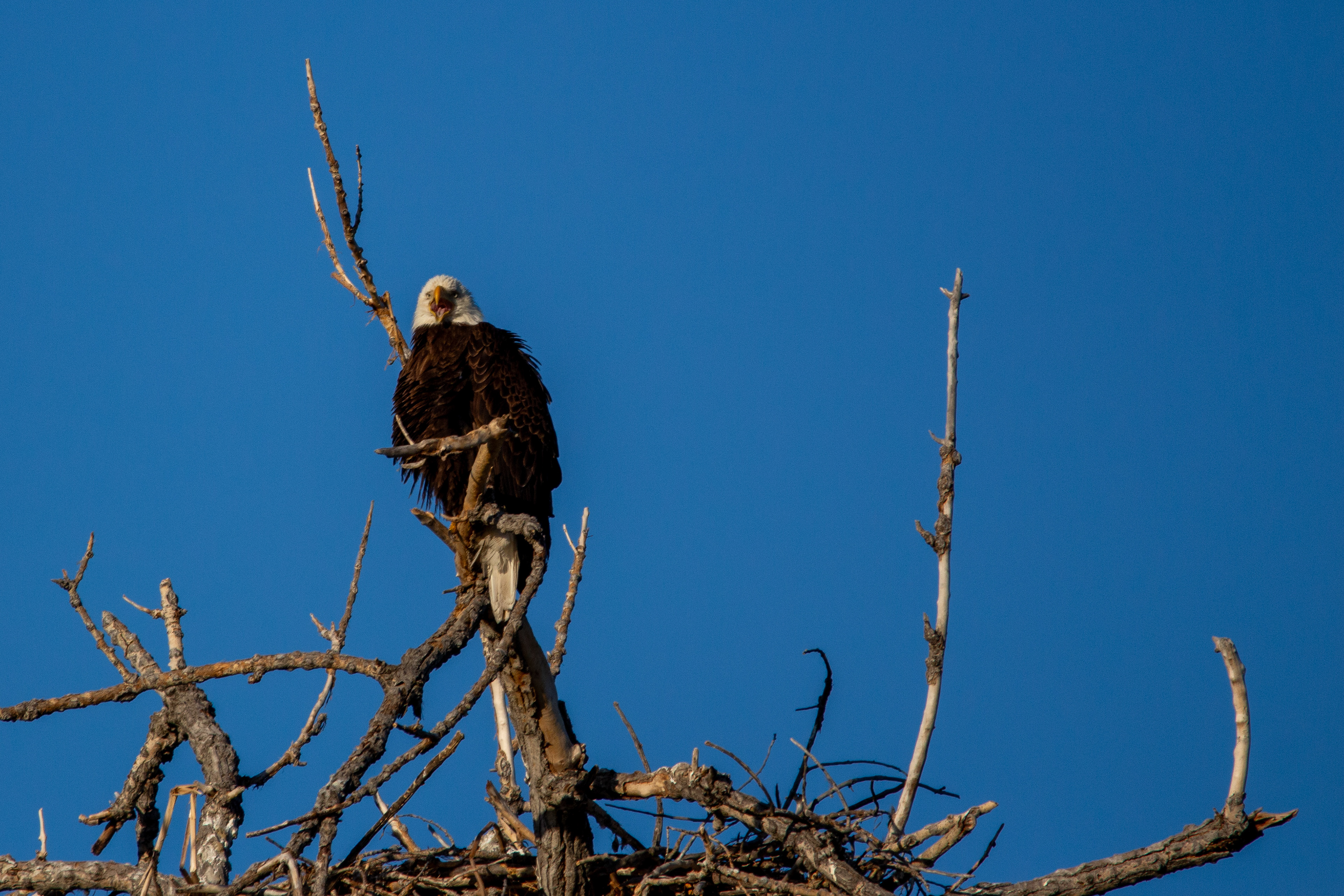 Bald Eagle - Fort Collins