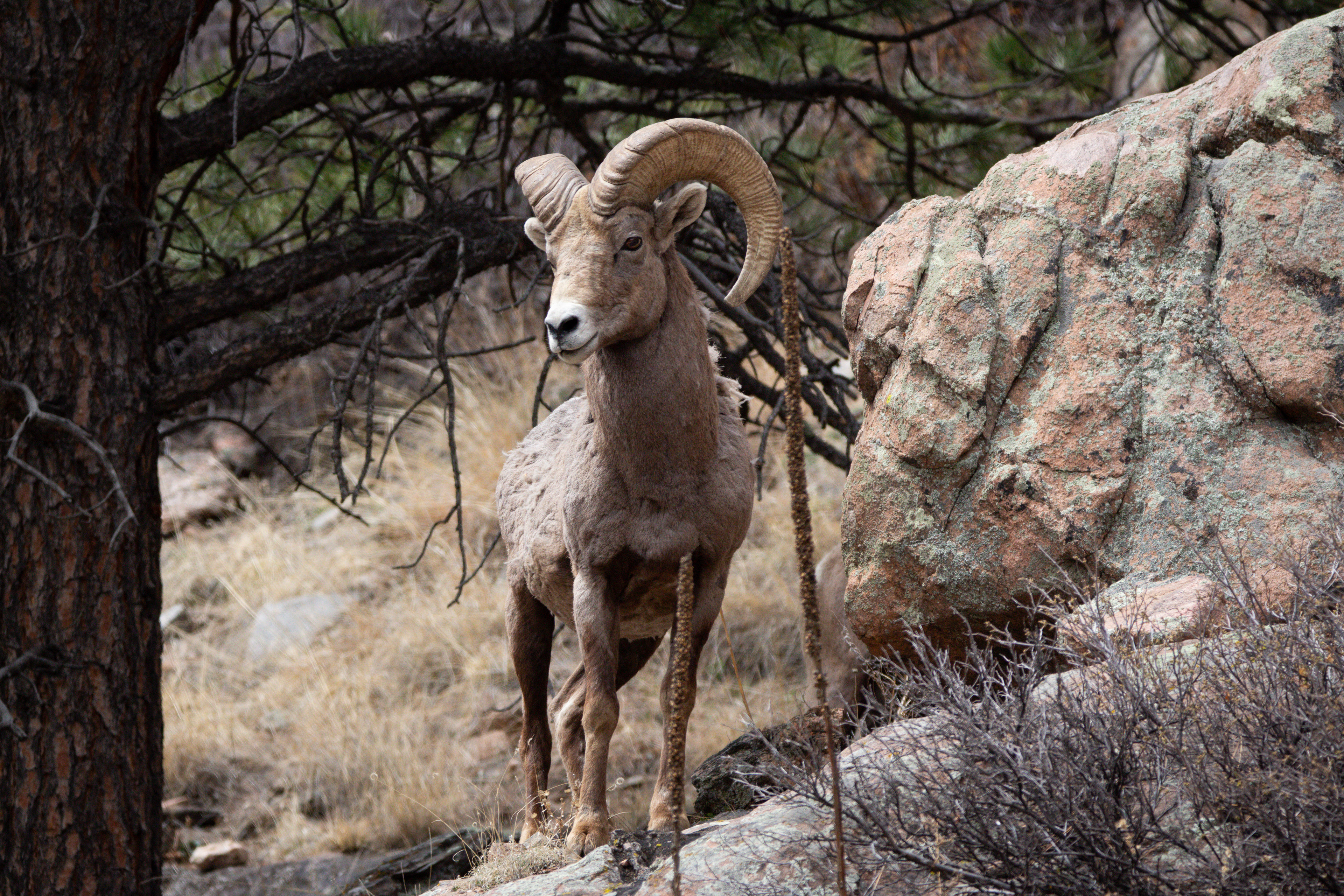 Bighorn Sheep - Highway 34