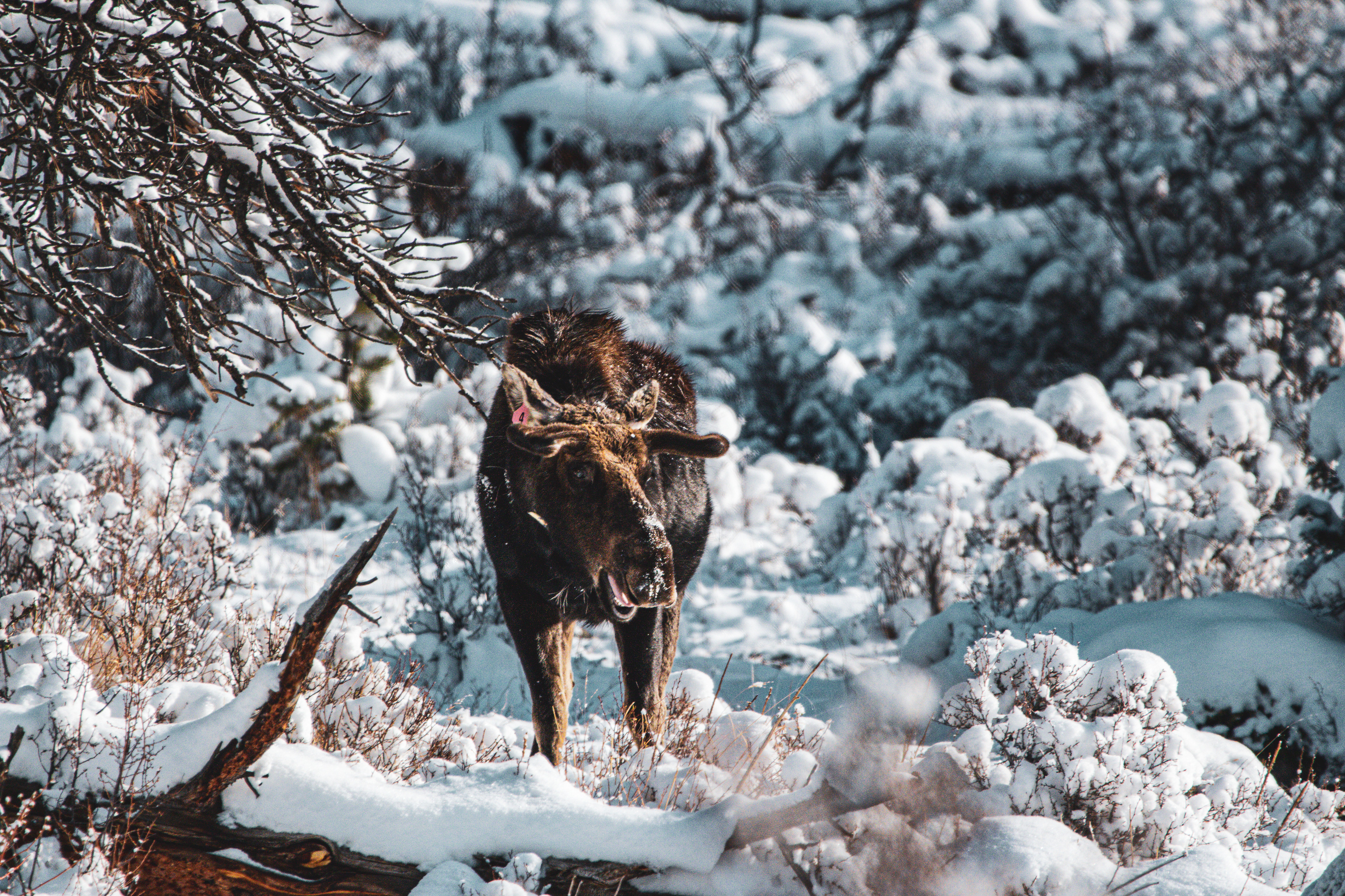 Moose - Rocky Mountain National Park