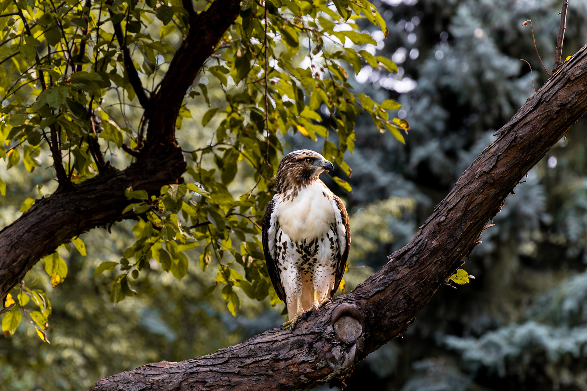 Red-tailed Hawk