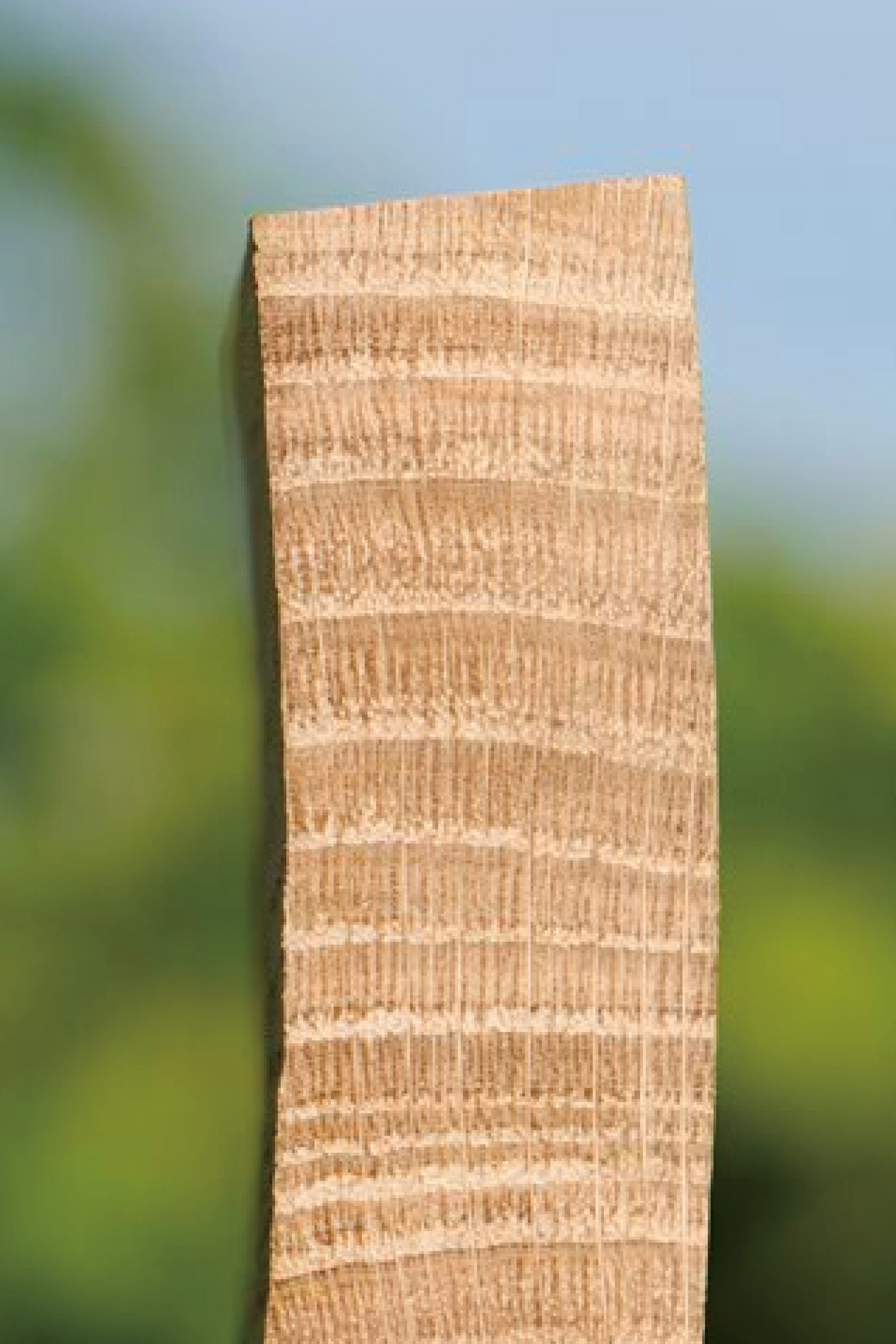 Wood from Limousin forest. This is used to make a barrel for Cognac.