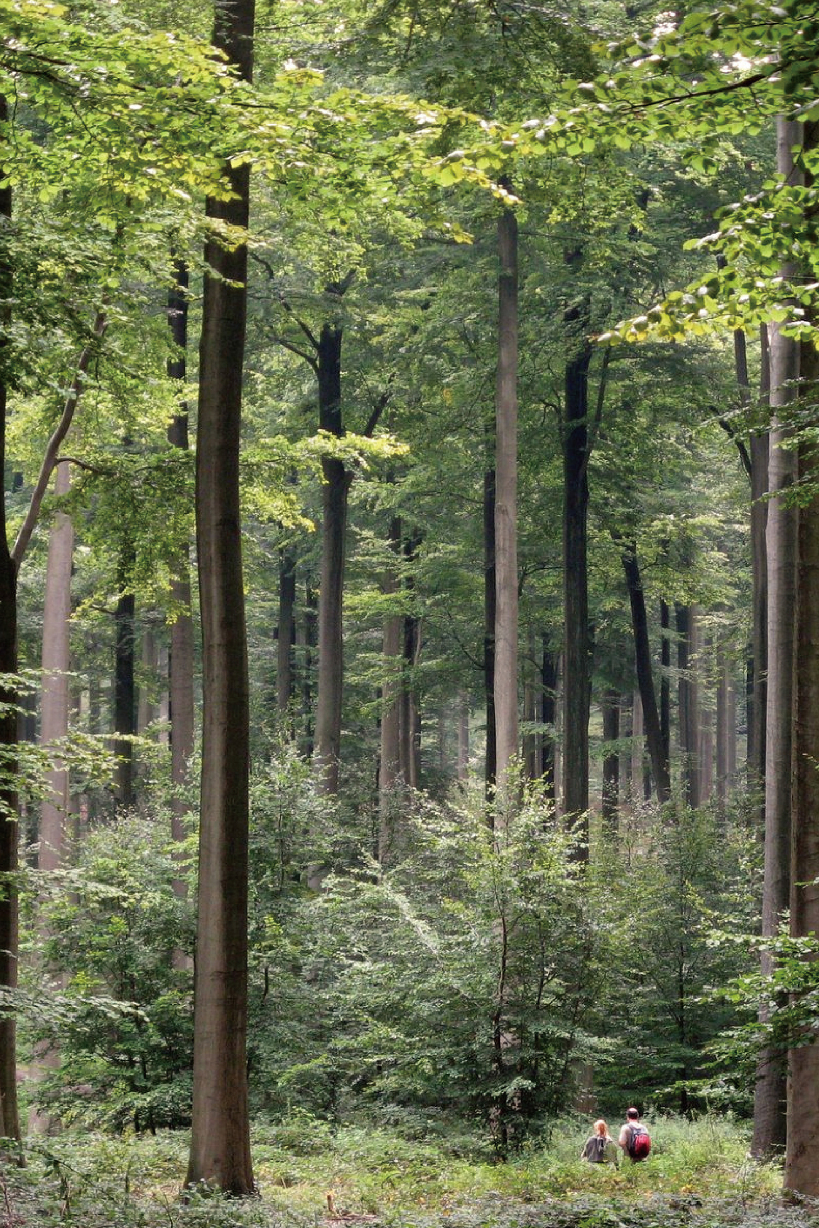 Limousin forest