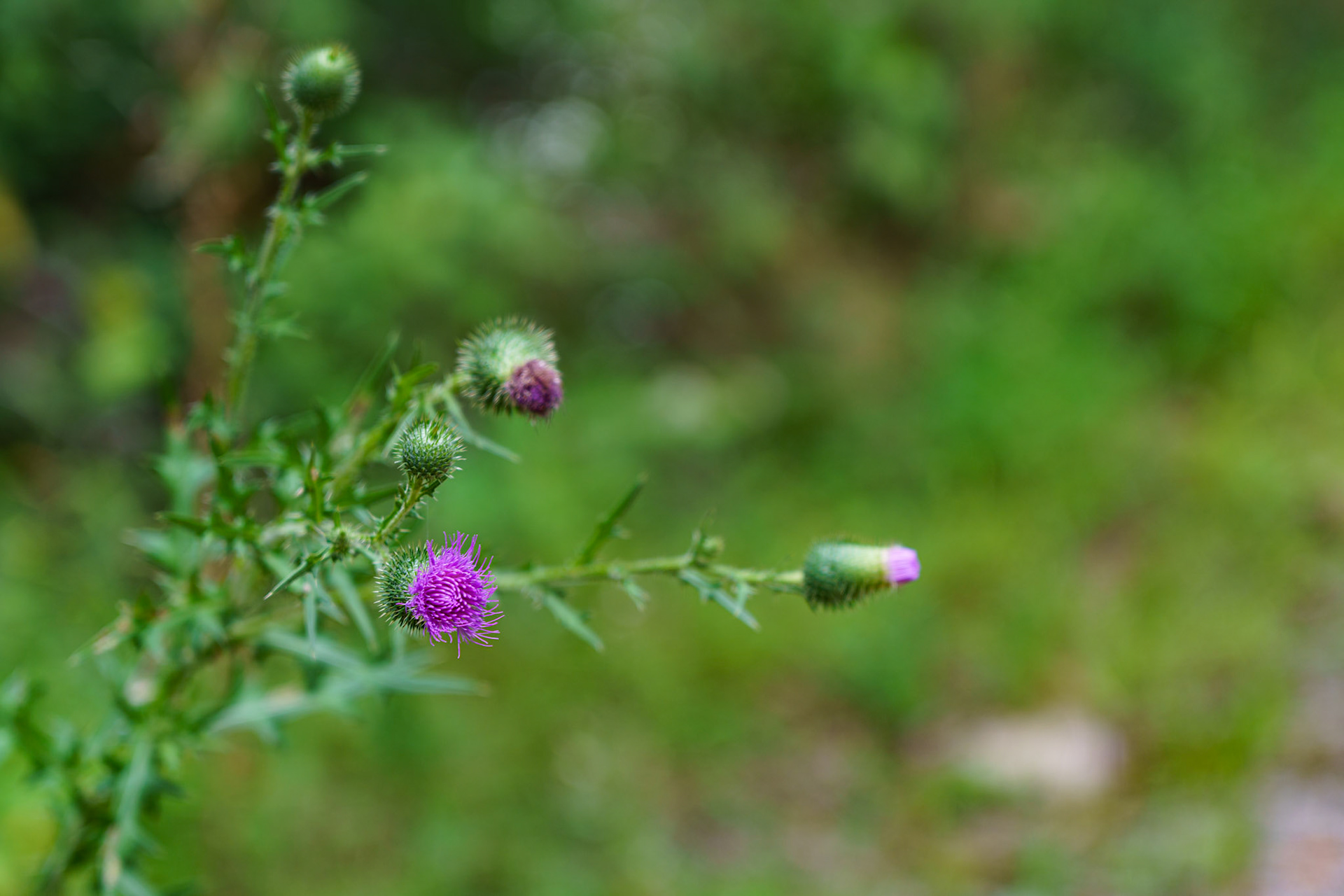 Title: Spikey, Make: Sony, Model: ILCE-7RM4, Lens: FE 24-105mm F4 G OSS, Focal Length: 105 mm, Shutter: 1/60 sec, ISO: ISO 125, Flash: Did not fire, Post: Lightroom, Orig. Dimensions: 9504 x 6336, Cropped To: 7846 x 5231