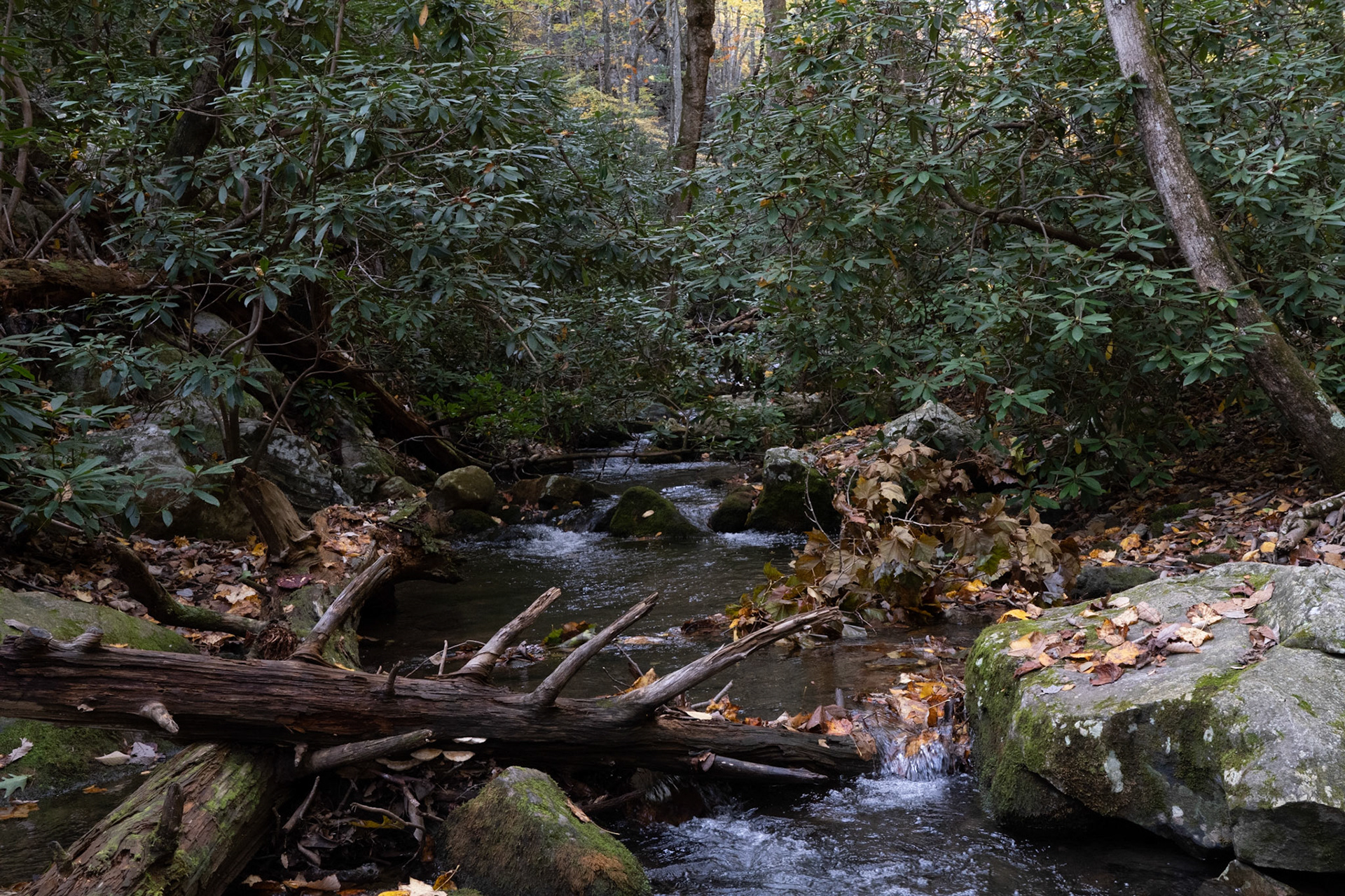 Title: , Make: Sony, Model: ILCE-7RM4, Lens: FE 24-105mm F4 G OSS, Focal Length: 34 mm, Shutter: 1/125 sec, ISO: ISO 3200, Flash: Did not fire, Post: ILCE-7RM4 v1.20, Orig. Dimensions: 9504 x 6336, Cropped To: 9504 x 6336