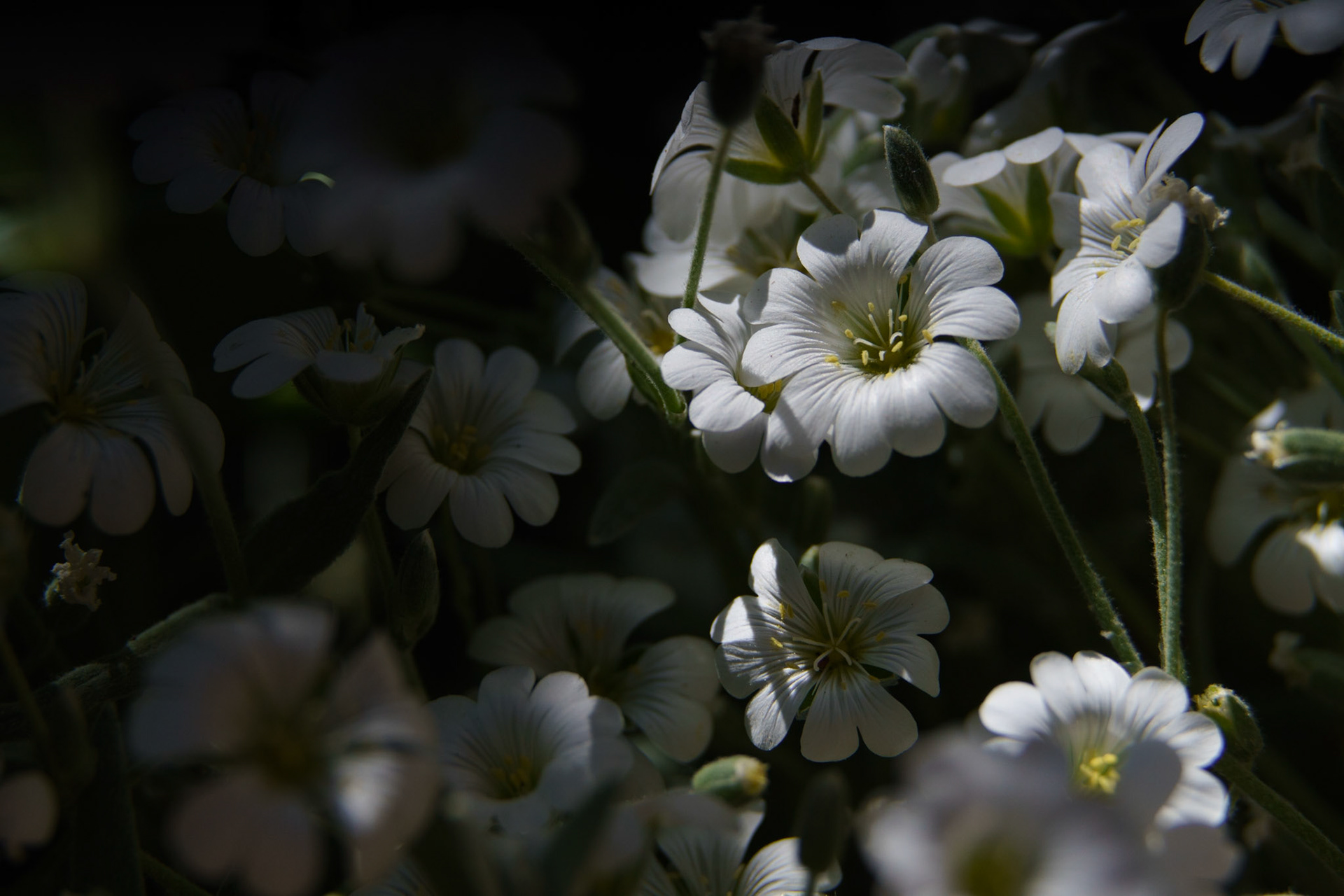 Title: , Make: Sony, Model: ILCE-7RM4, Lens: ----, Focal Length: , Shutter: 1/5000 sec, ISO: ISO 1000, Flash: Did not fire, Post: ILCE-7RM4 v1.20, Orig. Dimensions: 9504 x 6336, Cropped To: 9504 x 6336