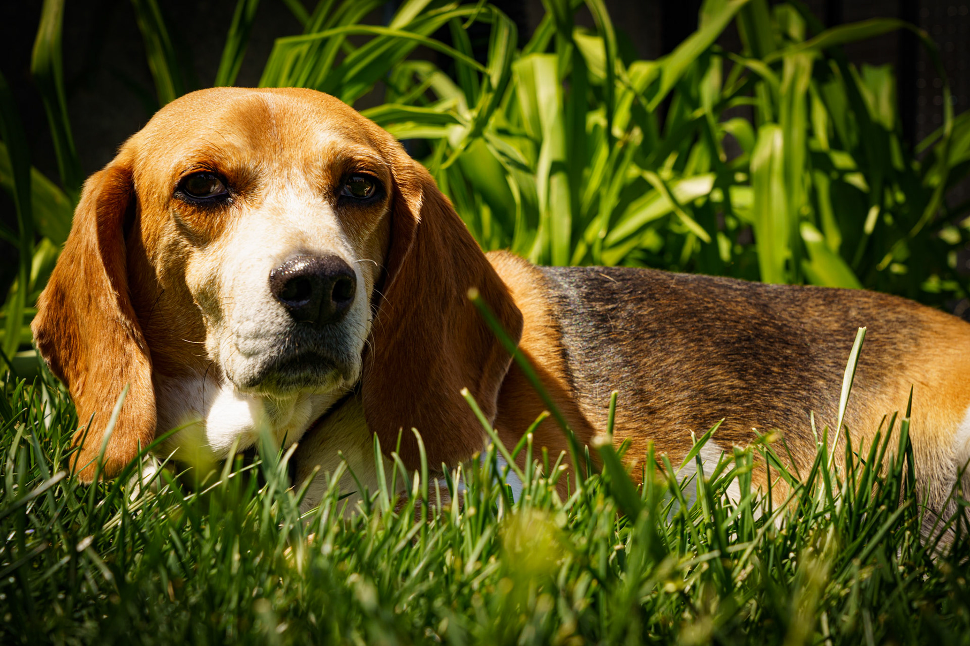 Title: , Make: Sony, Model: ILCE-7RM4, Lens: FE 24-105mm F4 G OSS, Focal Length: 77 mm, Shutter: 1/125 sec, ISO: ISO 160, Flash: Did not fire, Post: ILCE-7RM4 v1.20, Orig. Dimensions: 9504 x 6336, Cropped To: 9504 x 6336