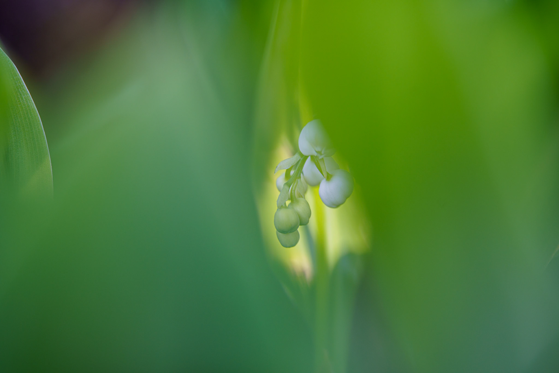 Title: , Make: Sony, Model: ILCE-7RM4, Lens: ----, Focal Length: , Shutter: 1/160 sec, ISO: ISO 400, Flash: Did not fire, Post: ILCE-7RM4 v1.20, Orig. Dimensions: 9504 x 6336, Cropped To: 9504 x 6336