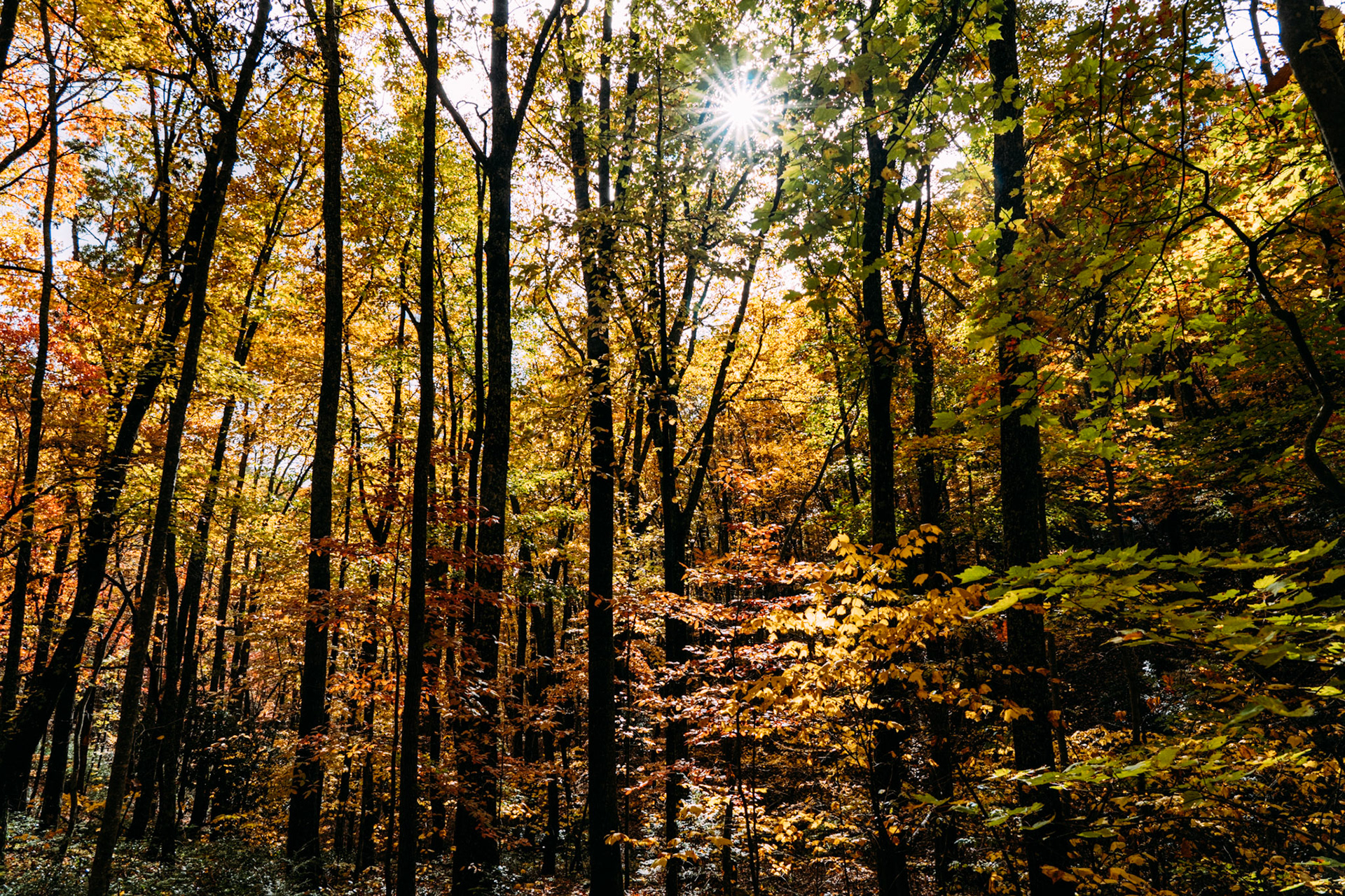 Title: , Make: Sony, Model: ILCE-7RM4, Lens: FE 24-105mm F4 G OSS, Focal Length: 24 mm, Shutter: 1/400 sec, ISO: ISO 1250, Flash: Did not fire, Post: ILCE-7RM4 v1.20, Orig. Dimensions: 9504 x 6336, Cropped To: 9504 x 6336