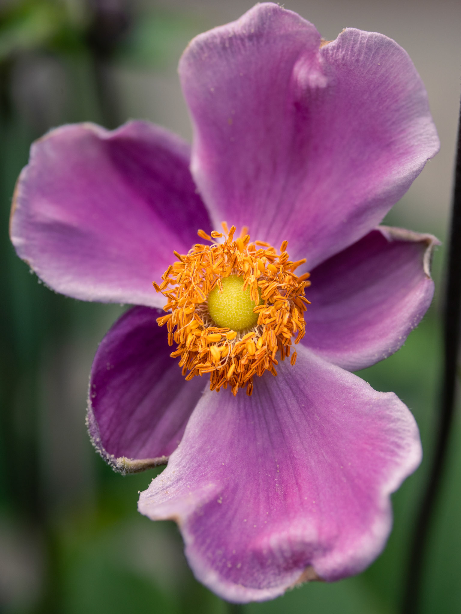 Title: , Make: Sony, Model: ILCE-7RM4, Lens: ----, Focal Length: , Shutter: 1/1000 sec, ISO: ISO 640, Flash: Did not fire, Post: ILCE-7RM4 v1.20, Orig. Dimensions: 6336 x 9504, Cropped To: 5788 x 7717