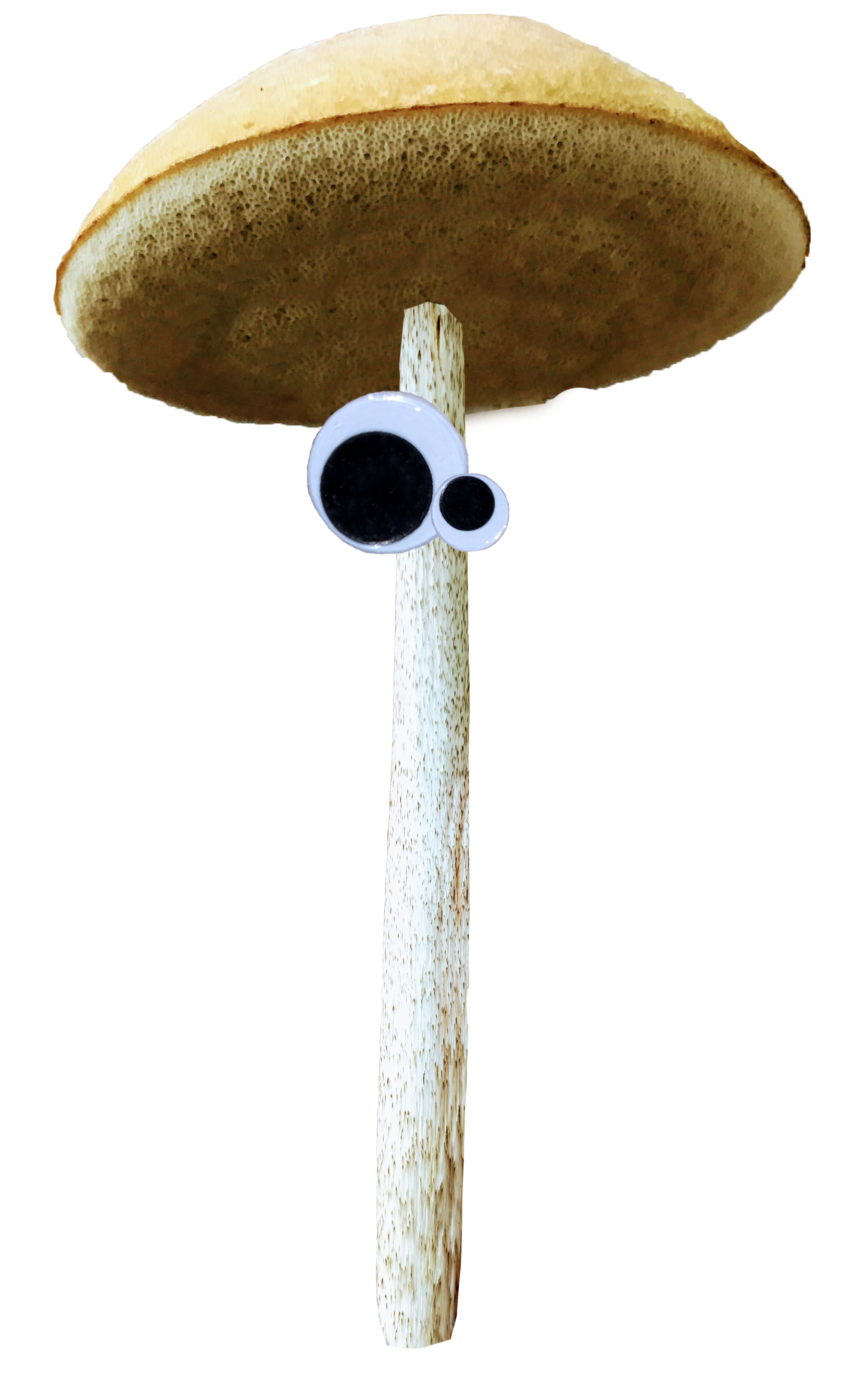 Mushroom 2
