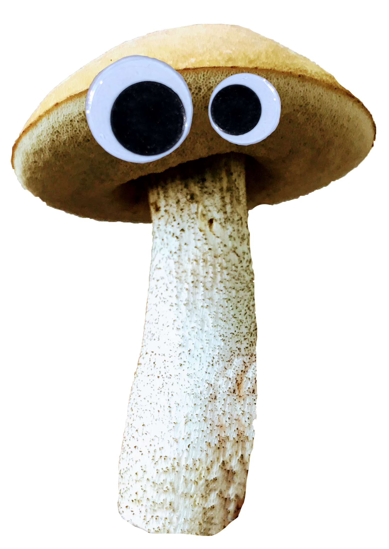 Mushroom 1